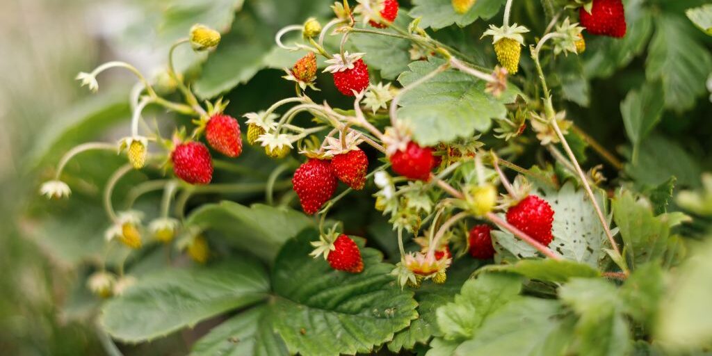 wild strawberries
