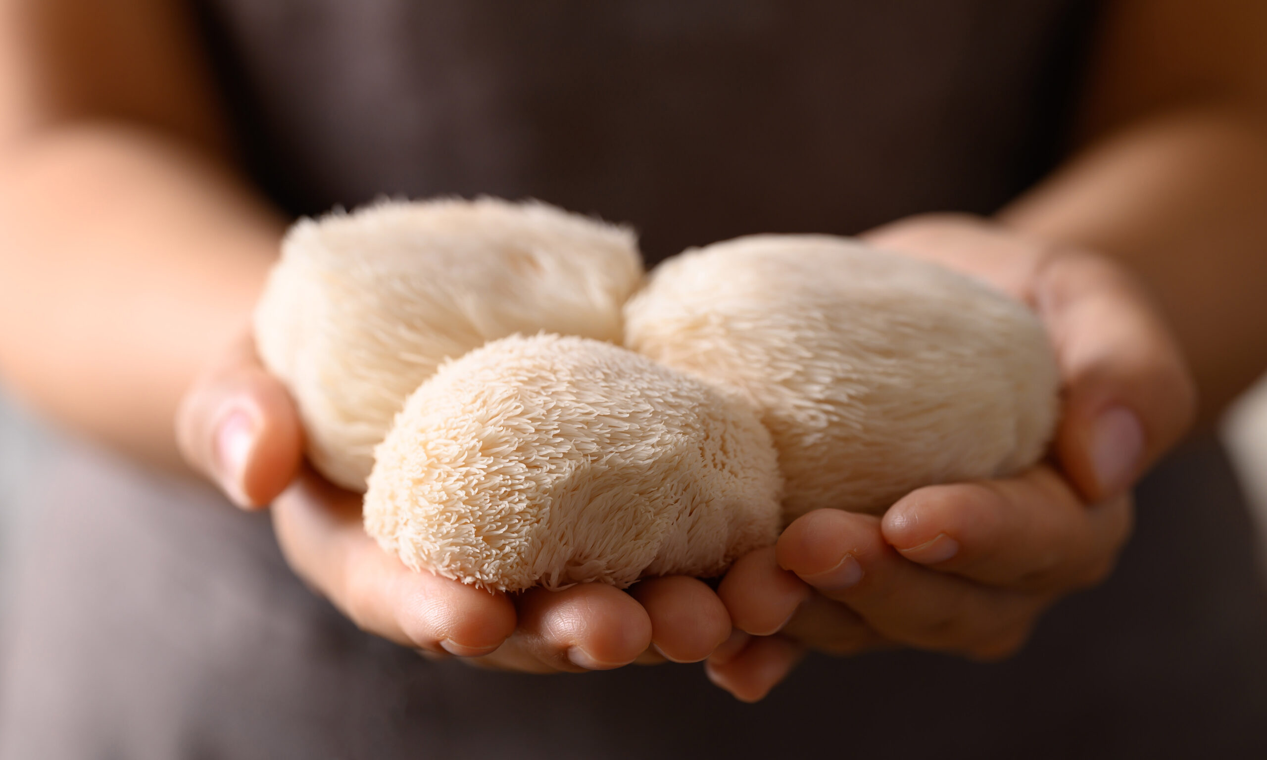 Lion's Mane mushroom or Yamabushitake mushroom with hand