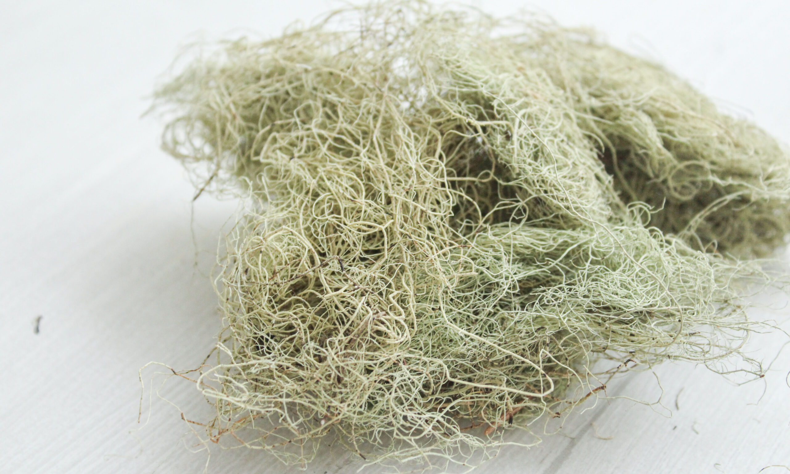 08 Usnea