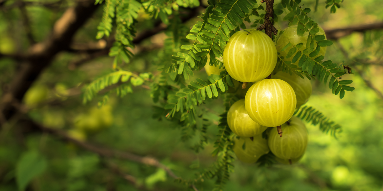Amla