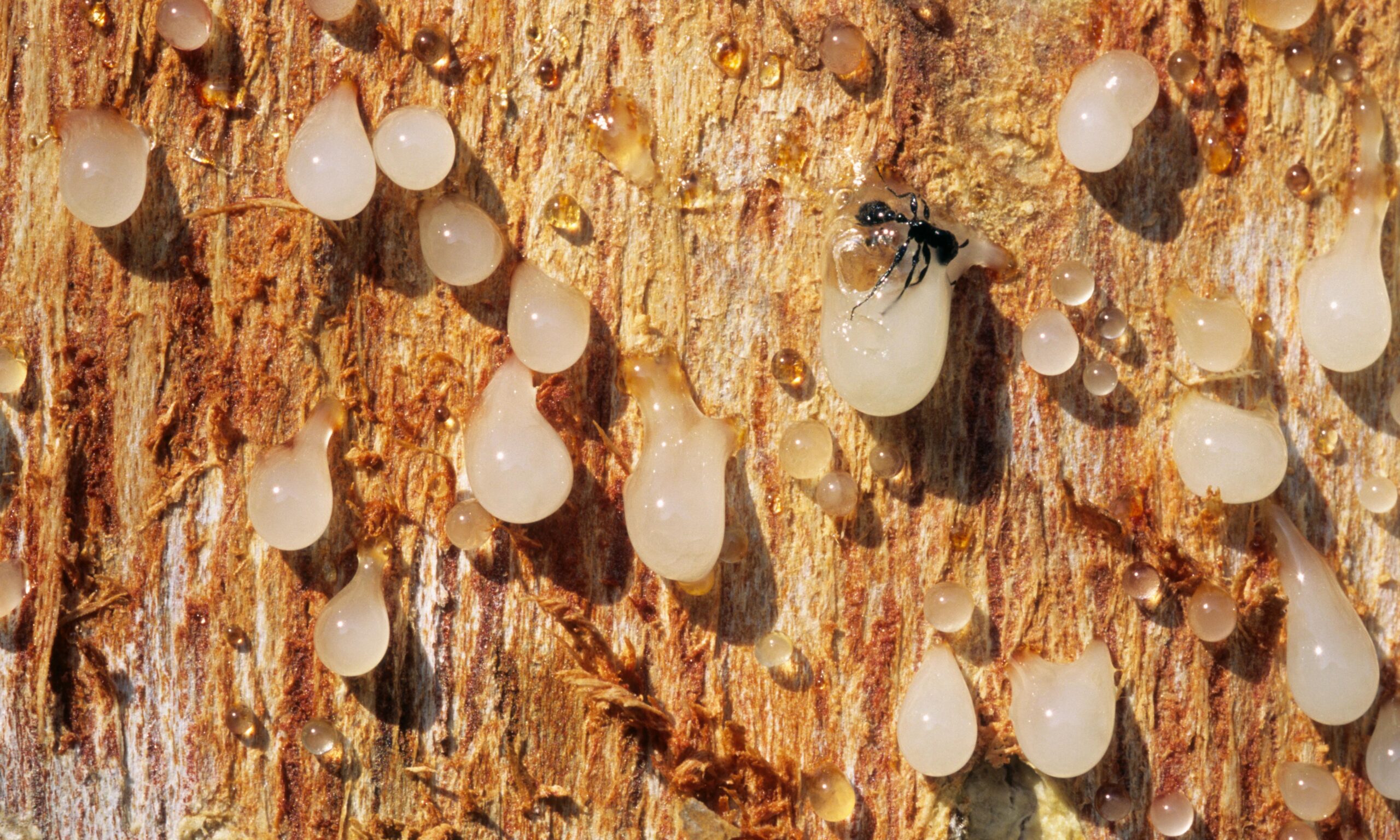 The resin of Boswellia serrata. this resin is fragrant and is also used medicinally. This tree is found in the dry deciduous forests of Central India.