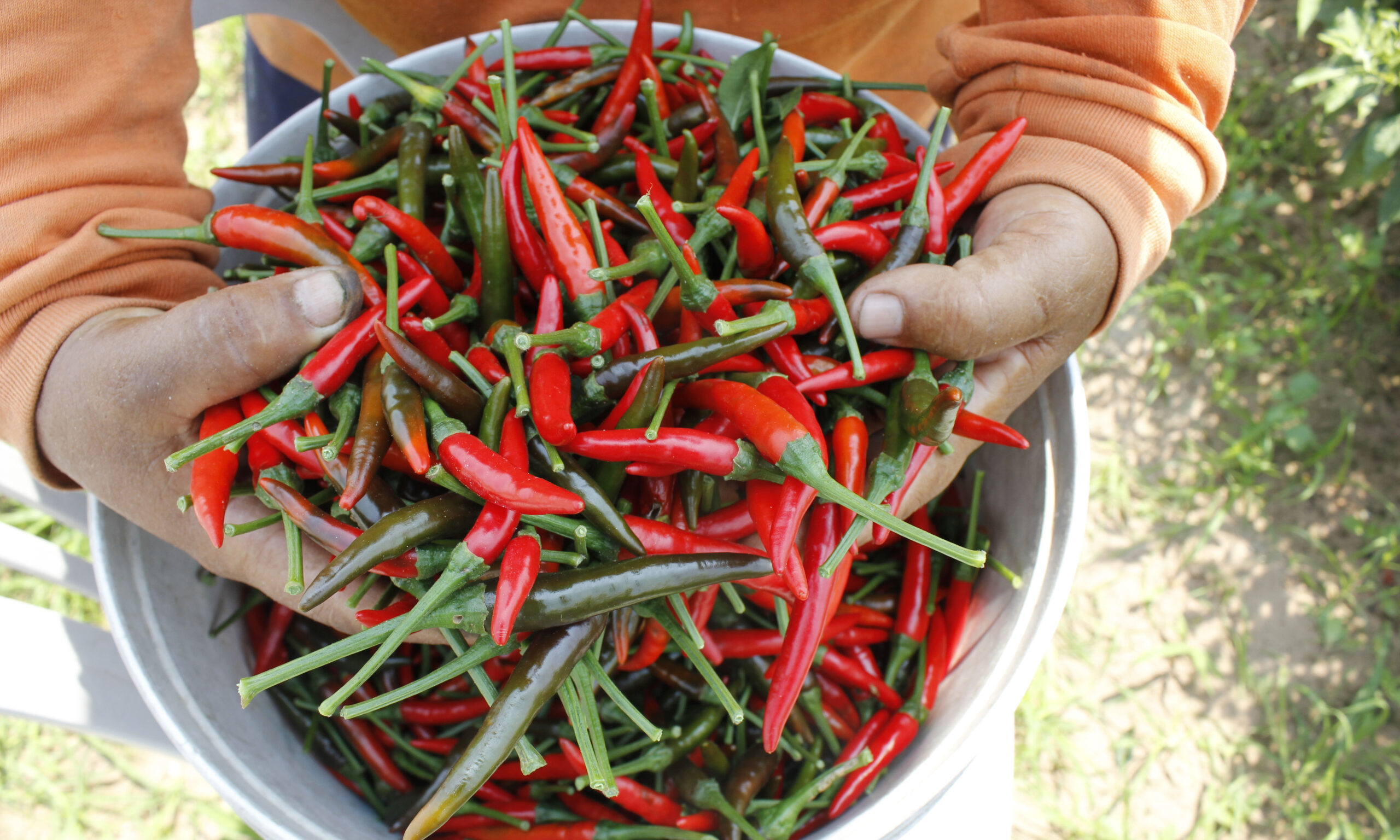 Group of hot peppers are ripe and ready for harvesting and eatin