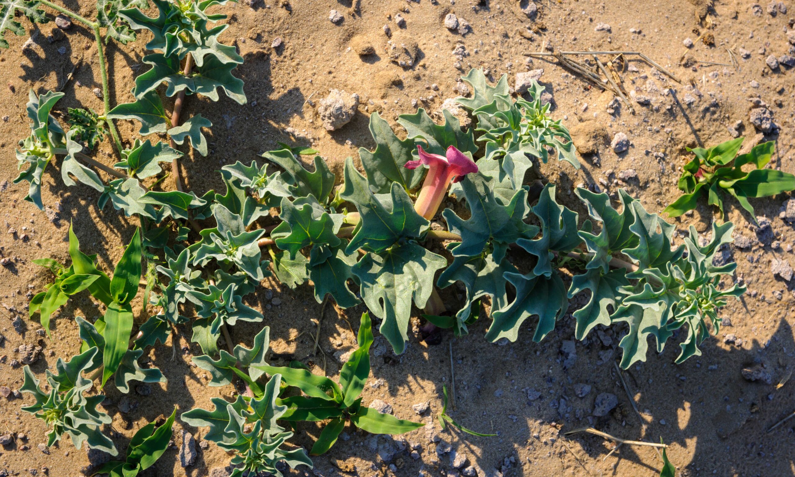 Devil’s Claw (Harpagophytum procumbens) medicinal plant and flower. Kalahari Desert. Botswana