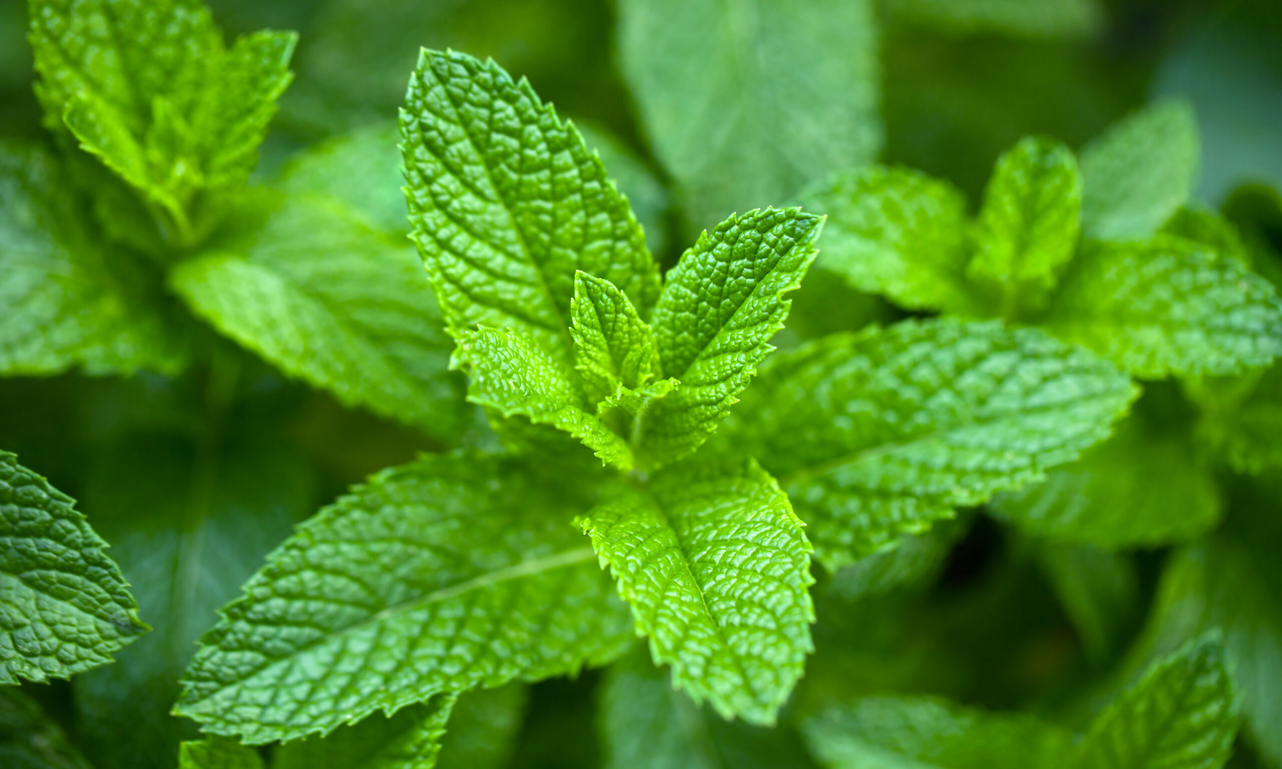 Mint leaves
