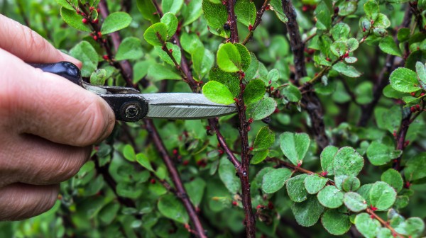 pruning barberry