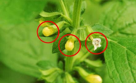 TLRA plants 