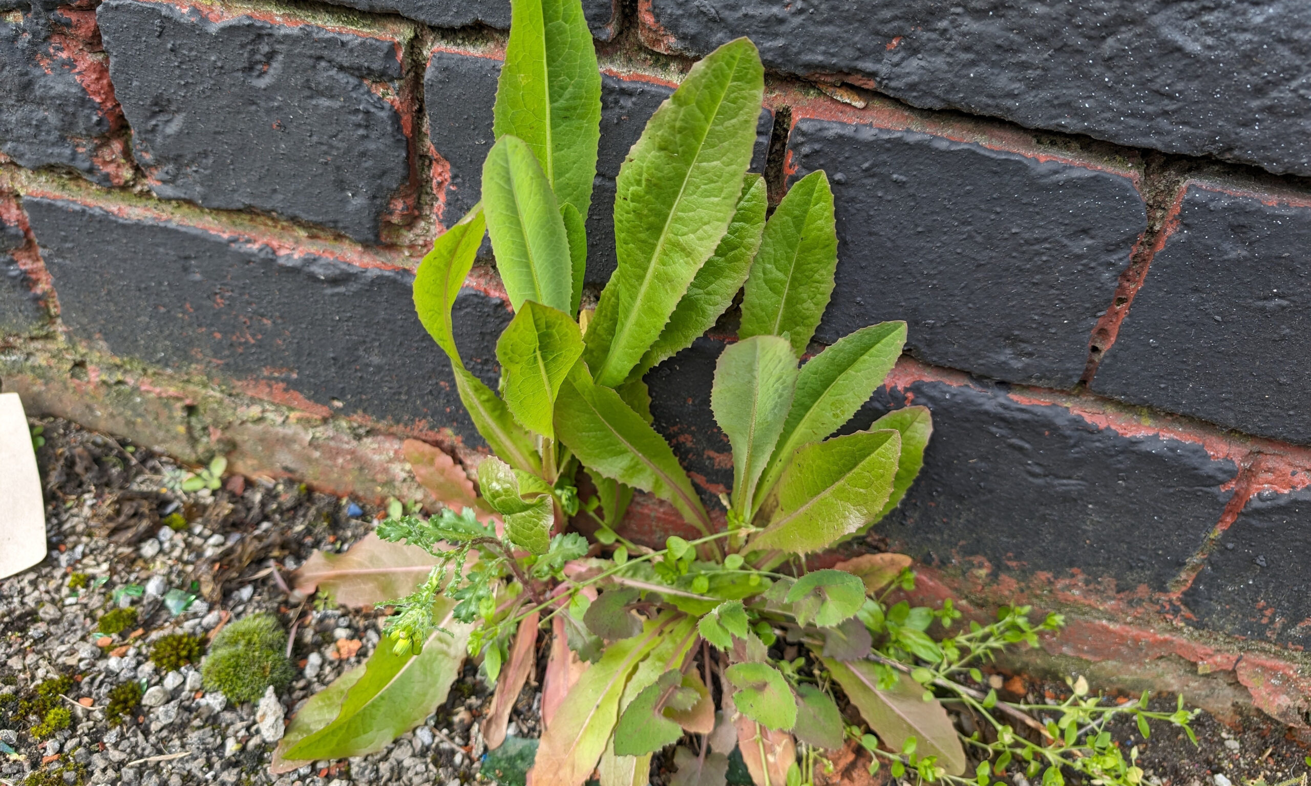 A wild lettuce (Lactuca) growing in an urban environment