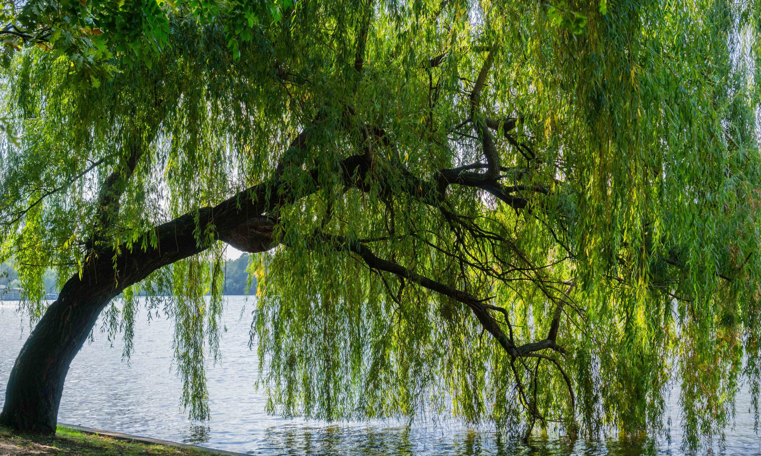 Weeping willow tree on the shoreline of Herastrau Lake, Bucharest, Romania
