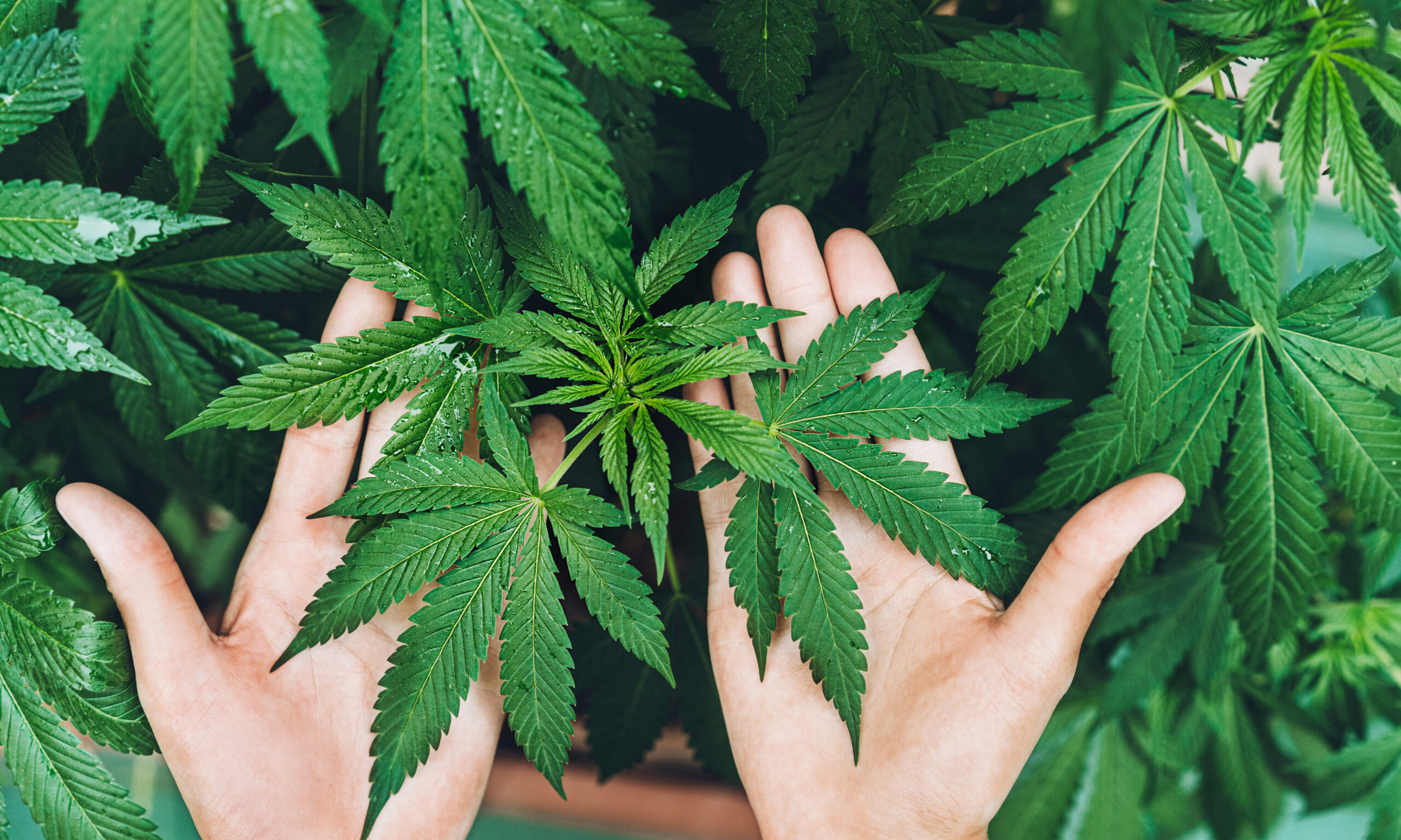 Young woman growing marijuana plants inside a farm - Cannabis medicine, healthy lifestyle and ecology concept - Focus on leaves up the hands