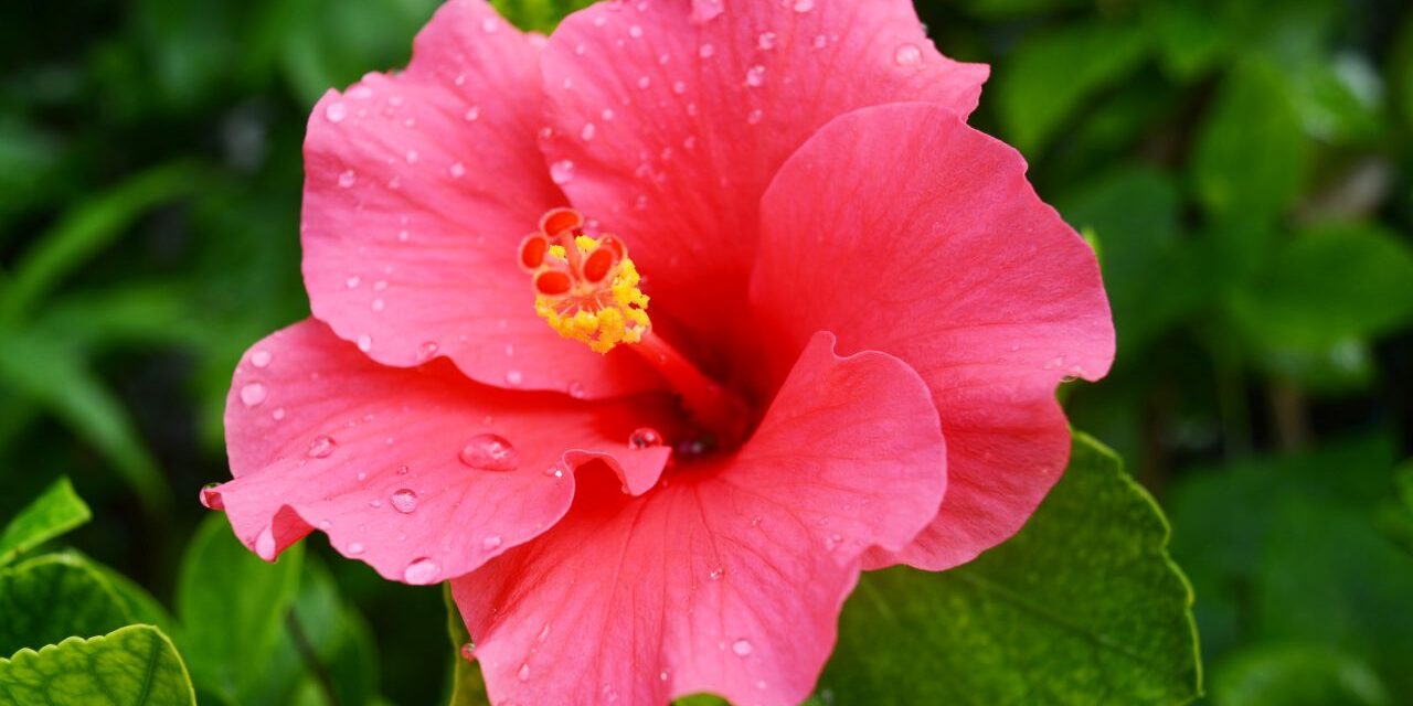 Hibiscus flower