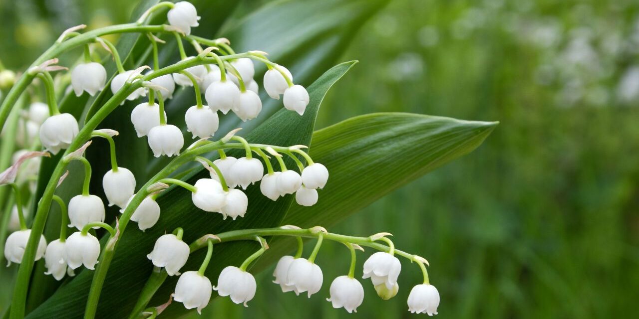 Lily Of The Valley