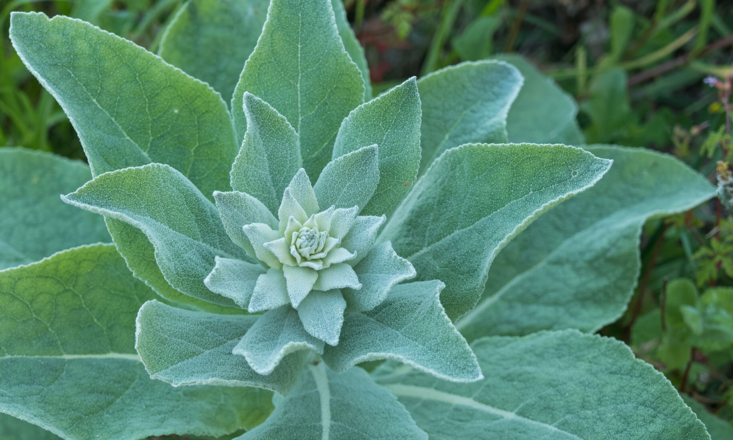plant common mullein growing outdoors close up view