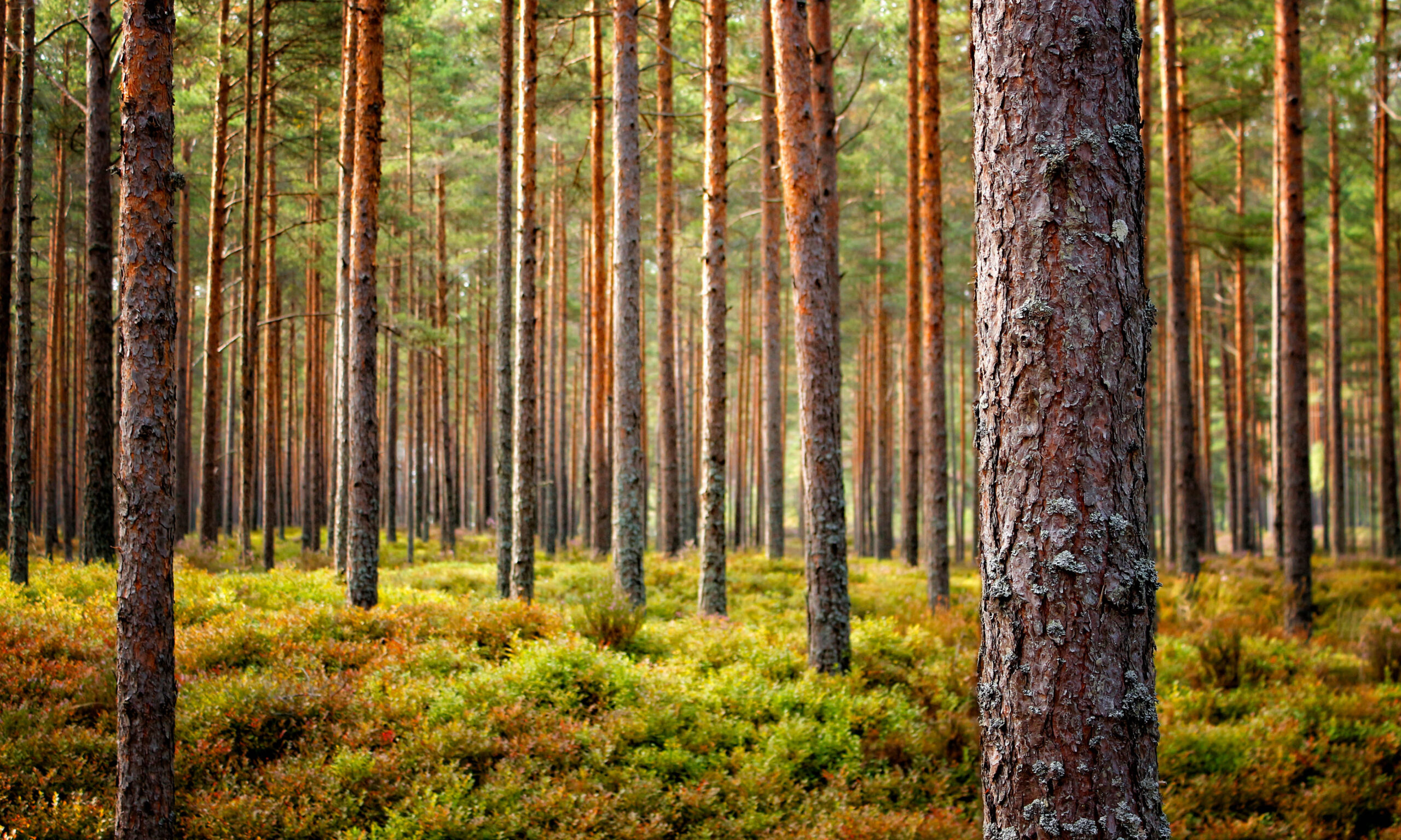 Beautiful Latvian forest landscape in autumn colors. Amazing se