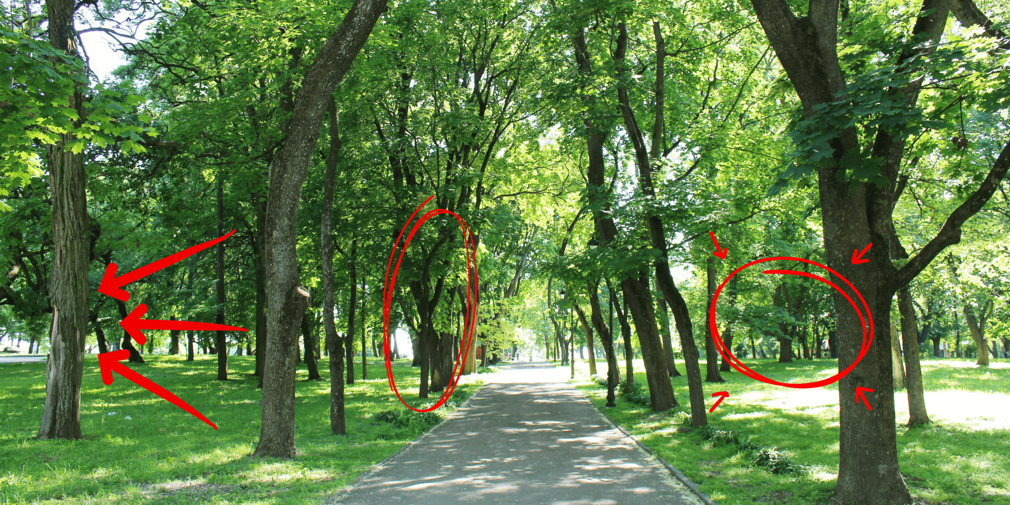 Medicinal Trees