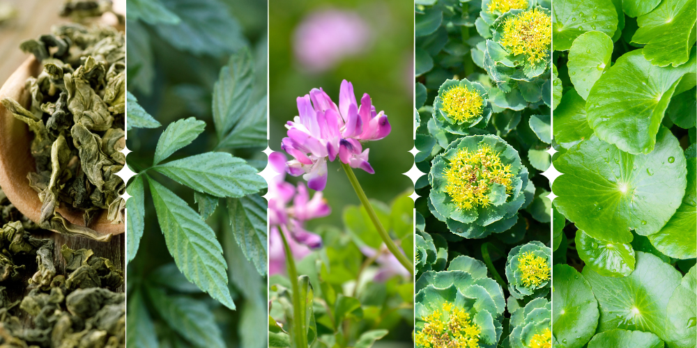 5 natural life extenders