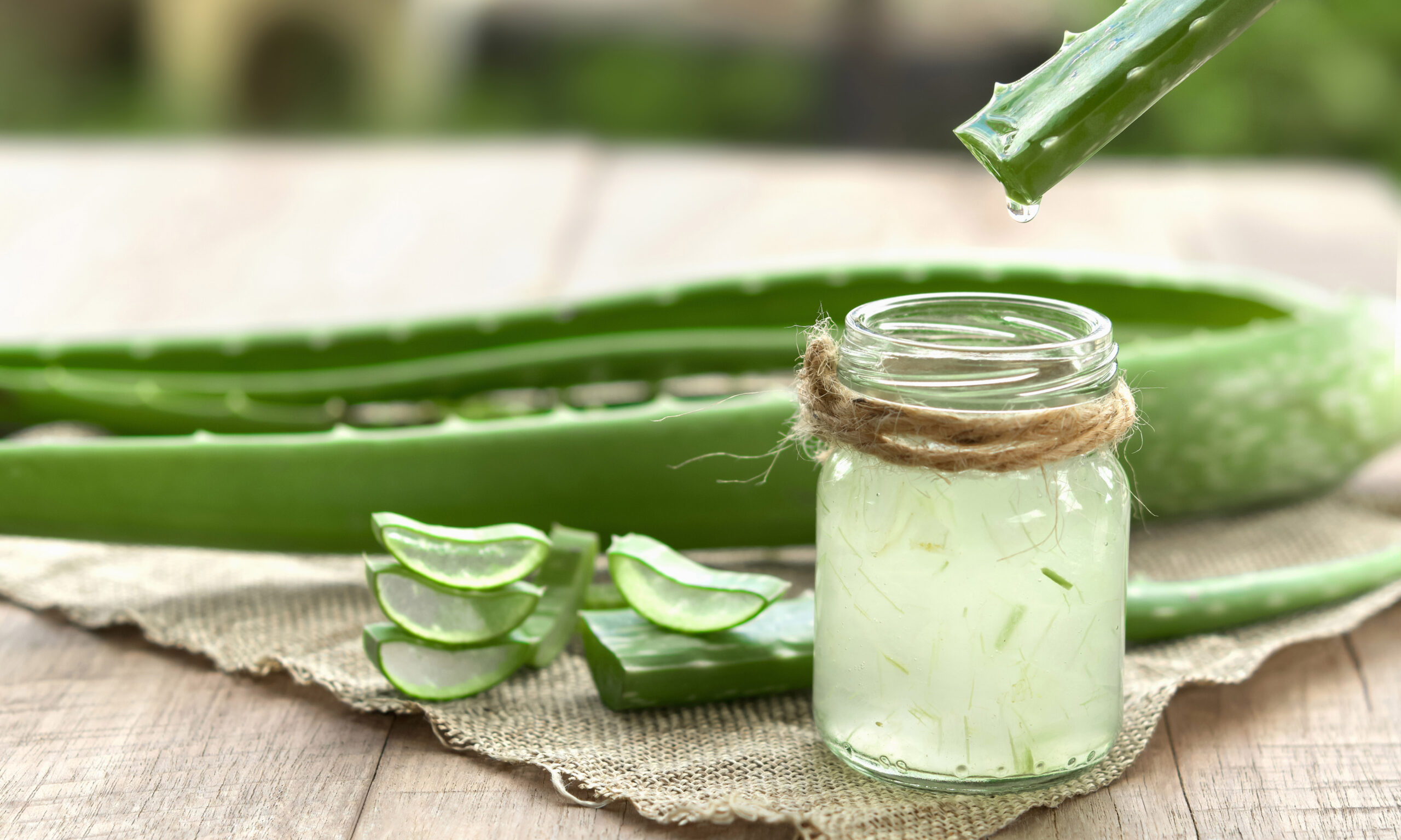 Aloe Vera very useful herbal medicine for skin treatment and use in spa for skin care. herb in nature