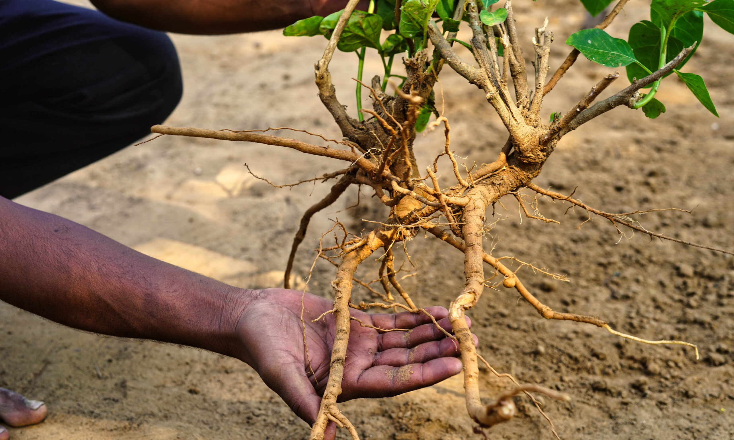 Holding hand Withania somnifera plant known as Ashwagandha. Fruit Berry with ashwagandha leaves, Indian ginseng herbs, poisonous gooseberry, or winter cherry. Benefits for stress and healthcare