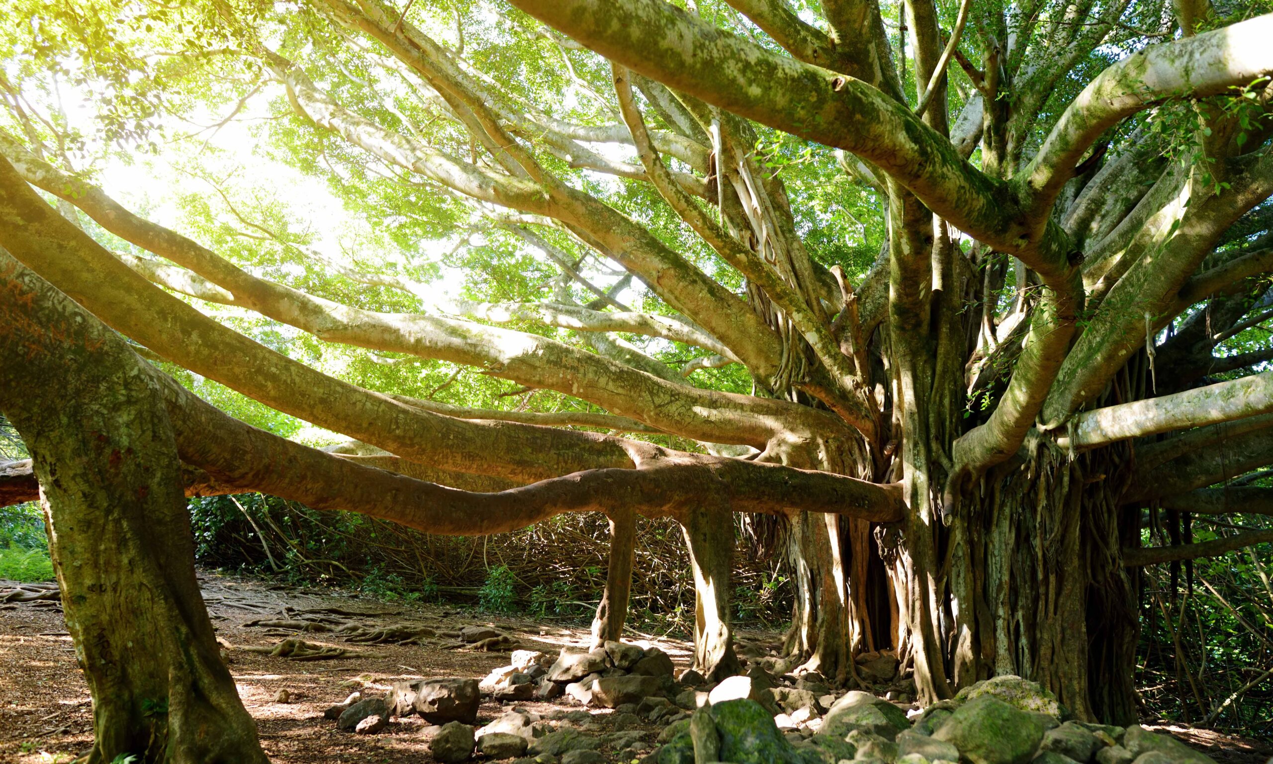 Branches and hanging roots of giant banyan tree growing on famous Pipiwai trail on Maui, Hawaii, USA