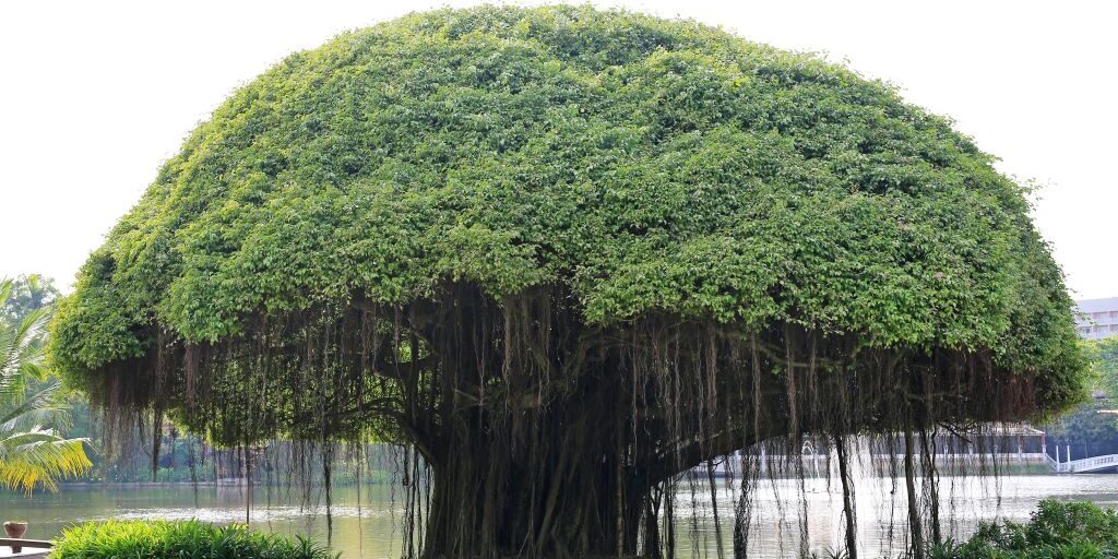 banyan tree