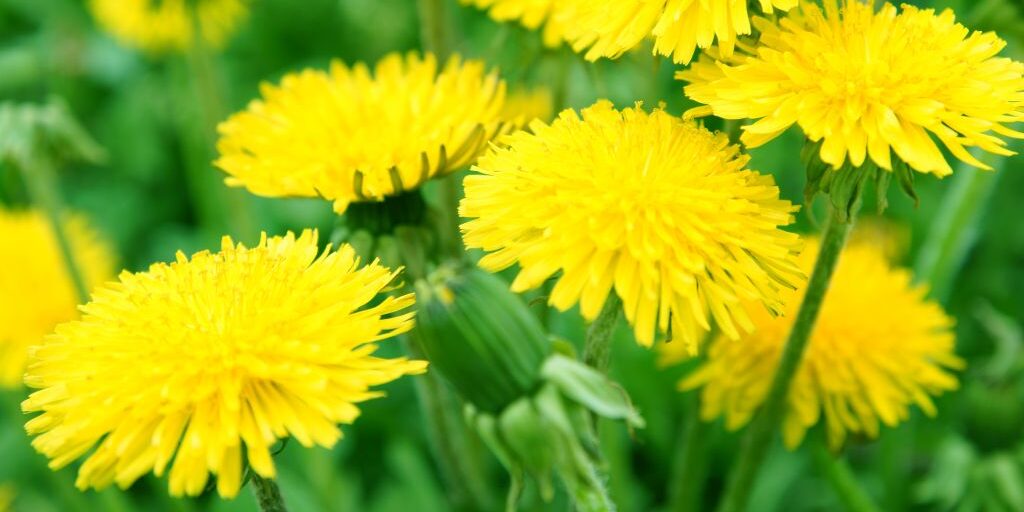 dandelions