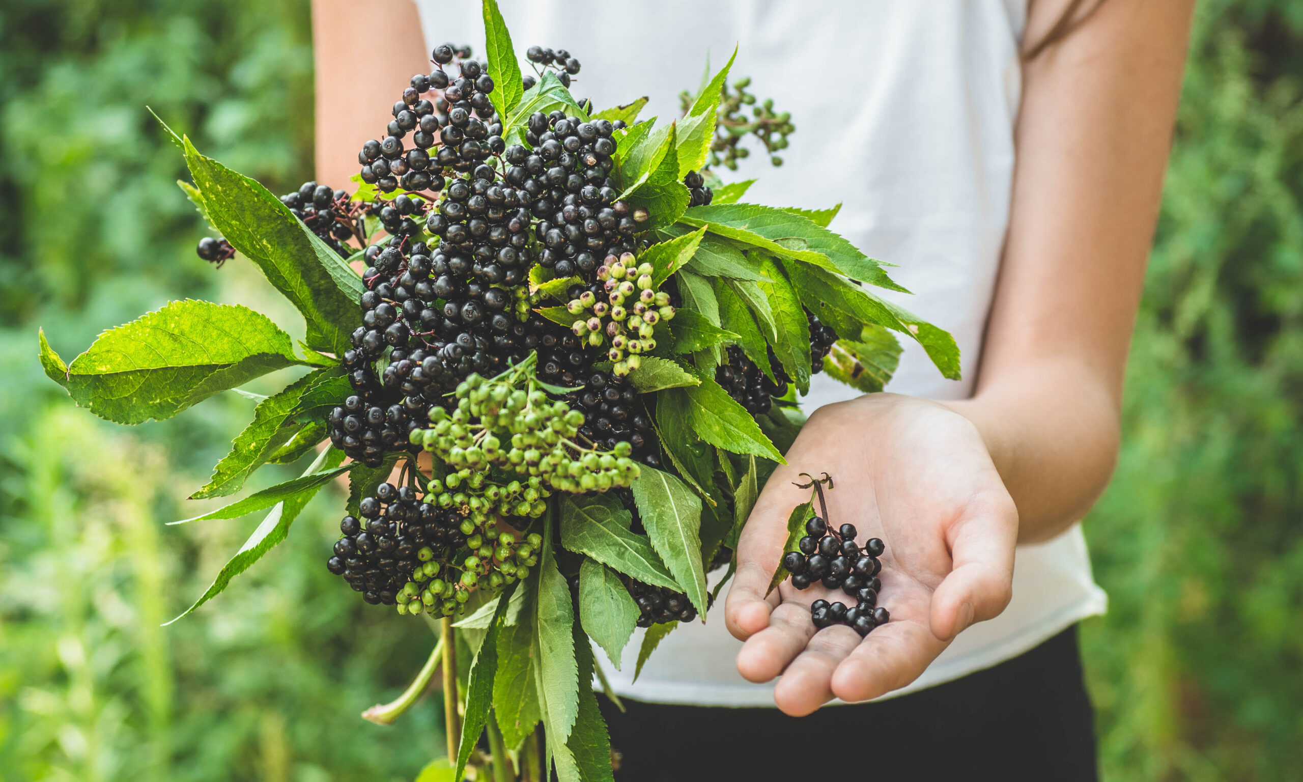 Girl holds in hands clusters fruit black elderberry in garden (S