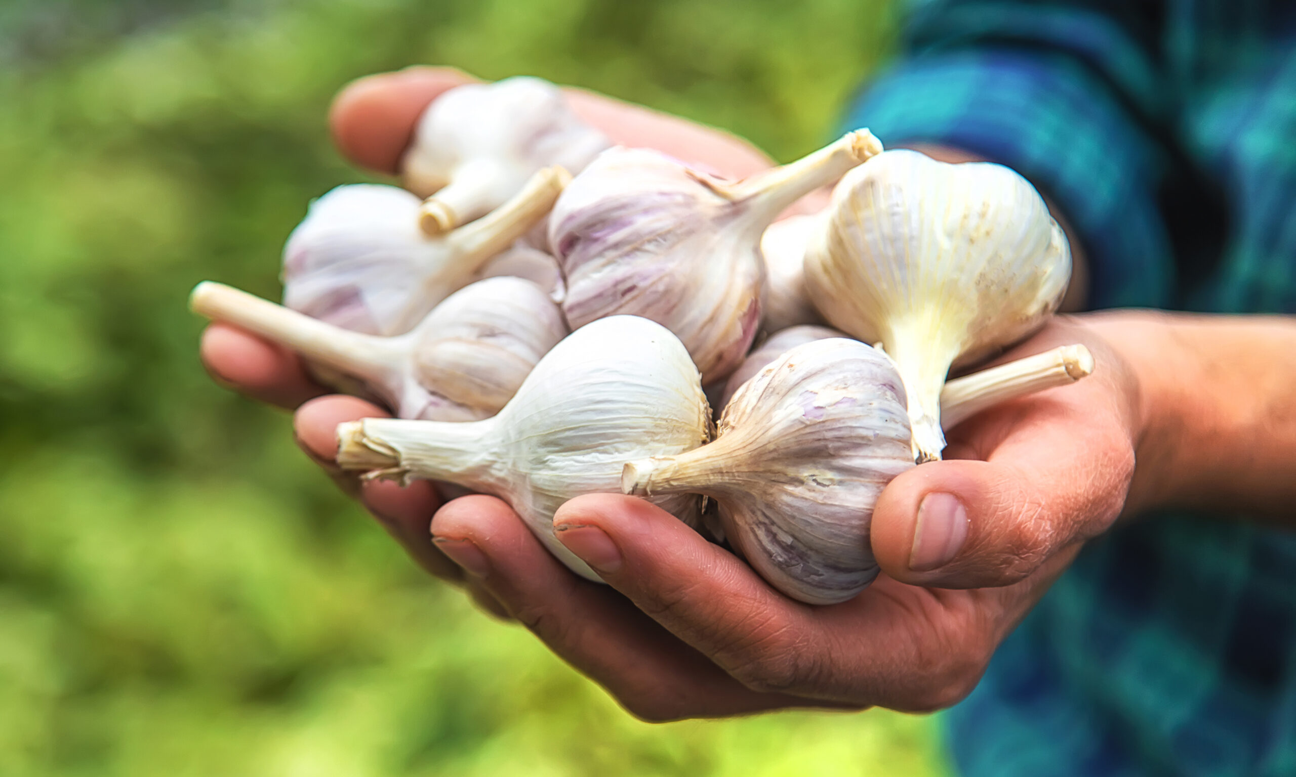 A man farmer holds a harvest of garlic in his hands. Selective focus. Food.