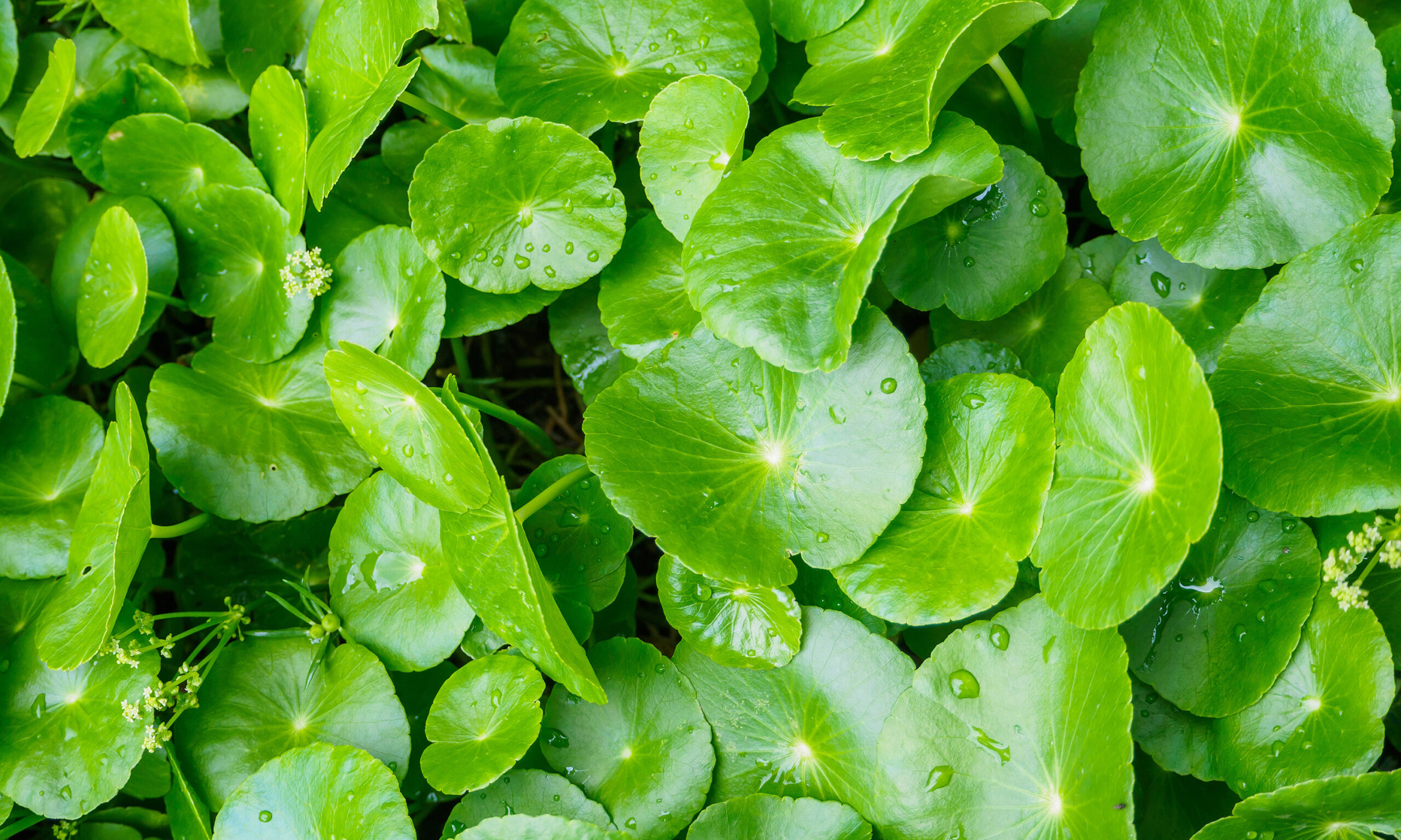 Herbal medicine leaves of Centella asiatica known as gotu kola