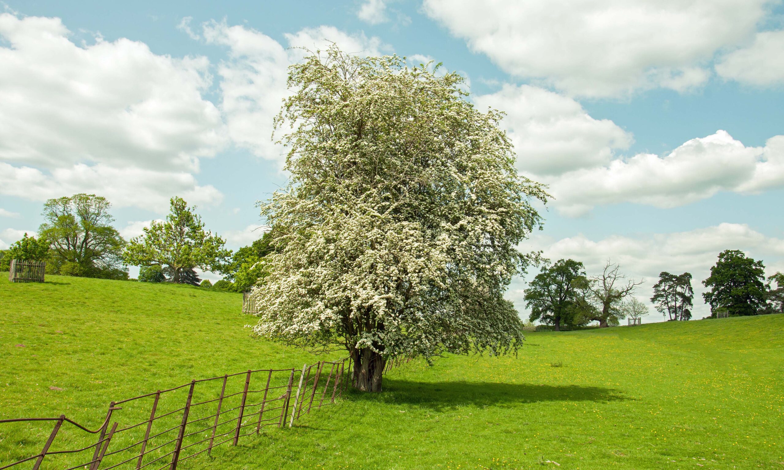Hawthorn tree in a meadow