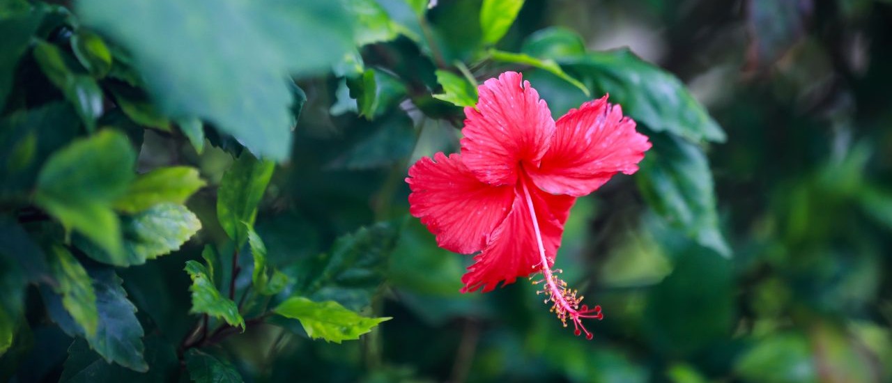 hibiscus