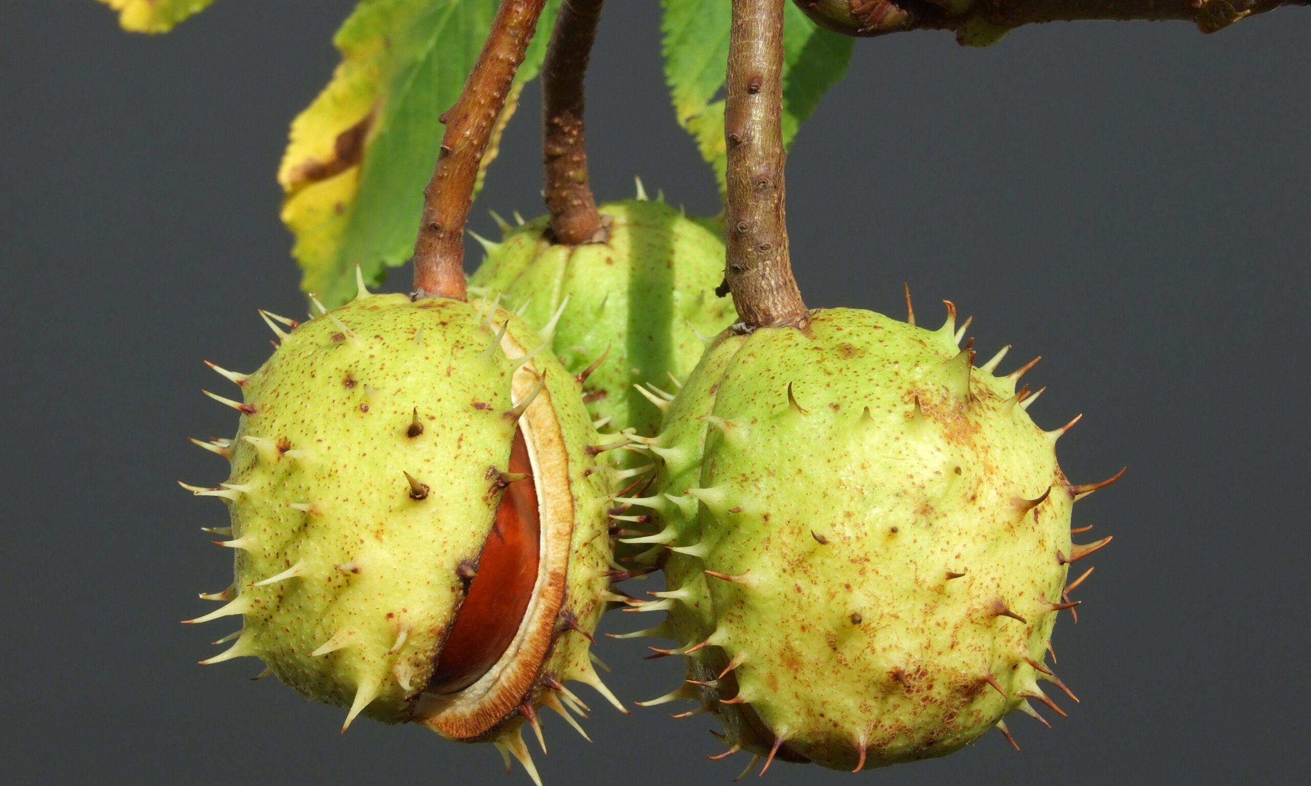 chestnut tree stands tall, adorned with lush green leaves