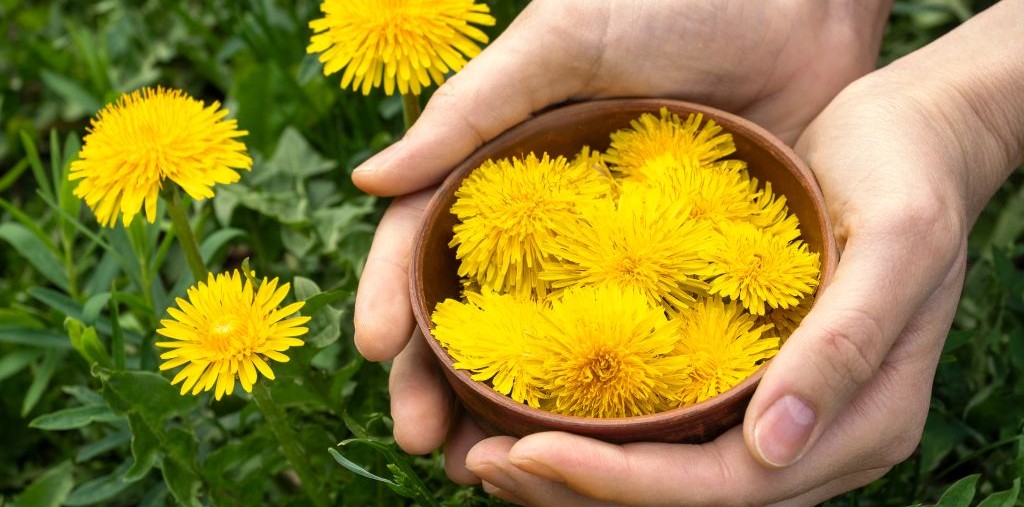 how to grow dandelion