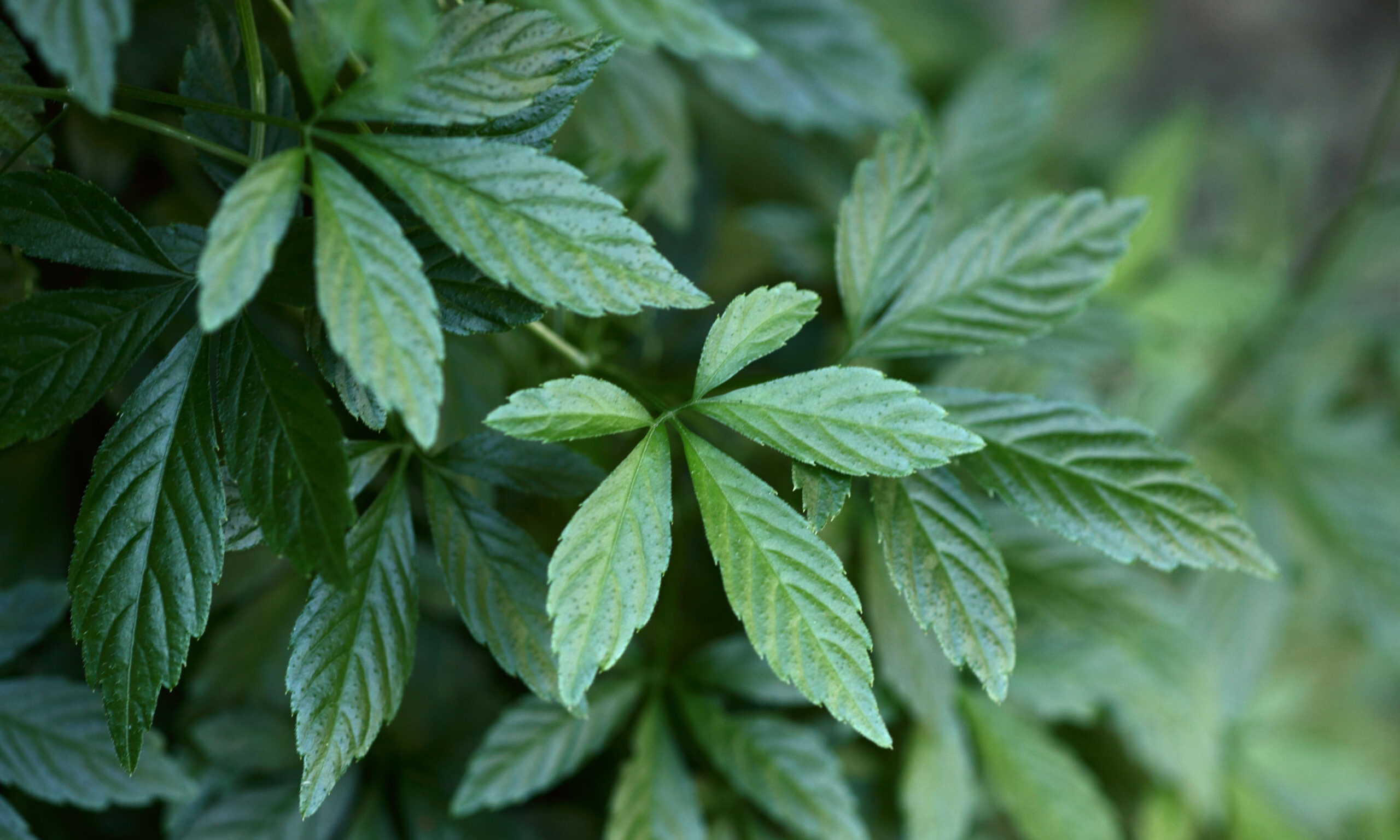 Jiaogulan, Amachazuru (Japan), Xianxao (China, "Kraut der Unsterblichkeit"), 5-blättriger Ginseng.