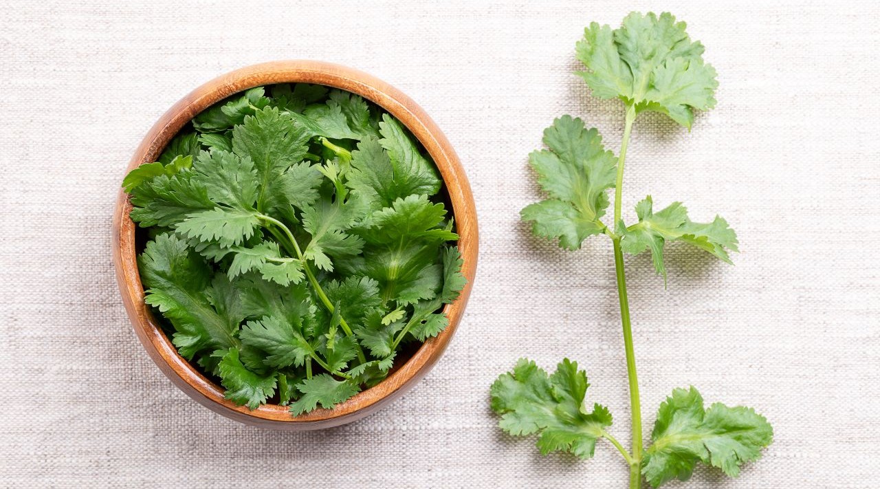 keeping cilantro fresh