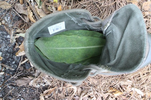 mullein leaf in shoe TLRA