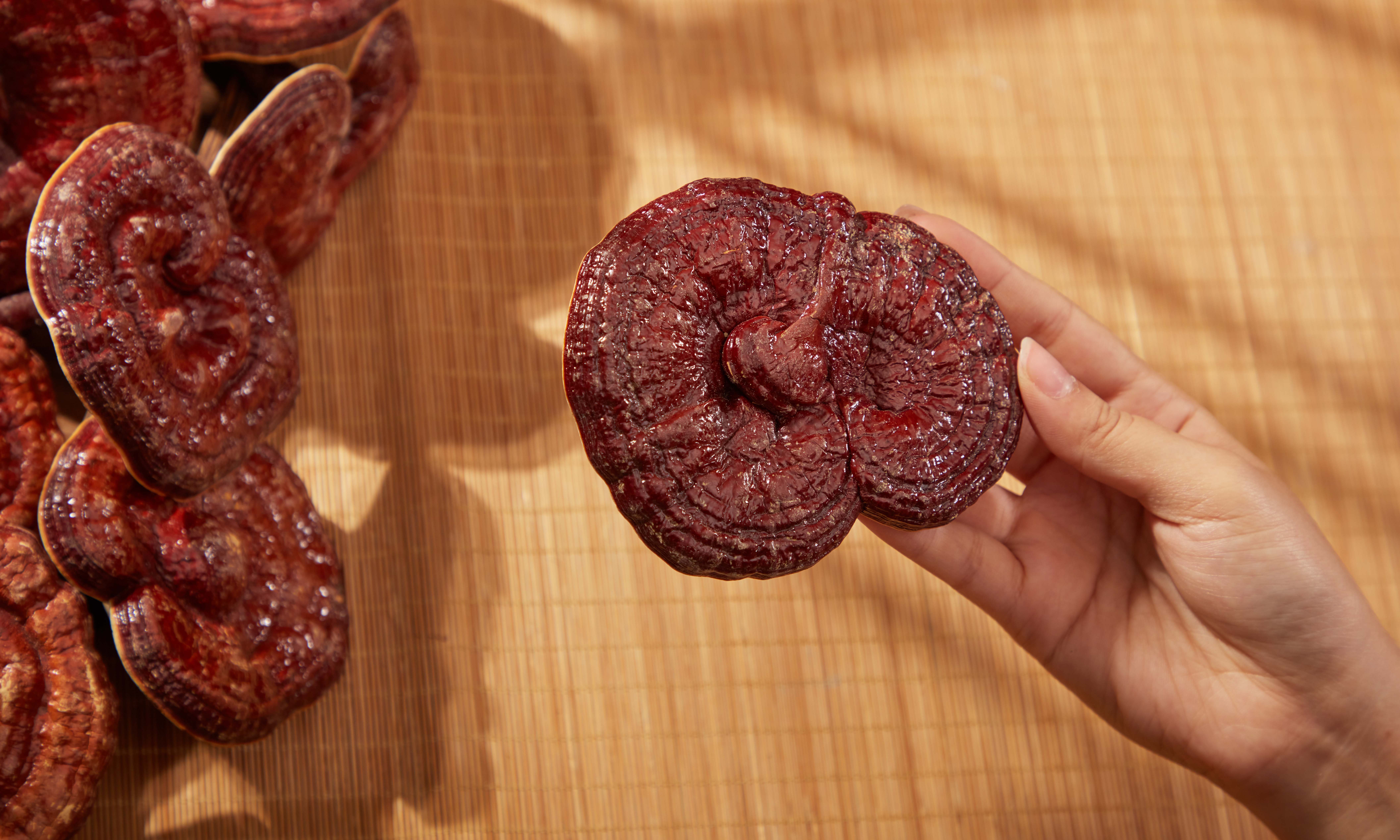 Female hand is holding a reishi mushroom on brown mosaic background. Ganoderma lucidum is a rare herb, commonly found in Asia, especially China and Korea