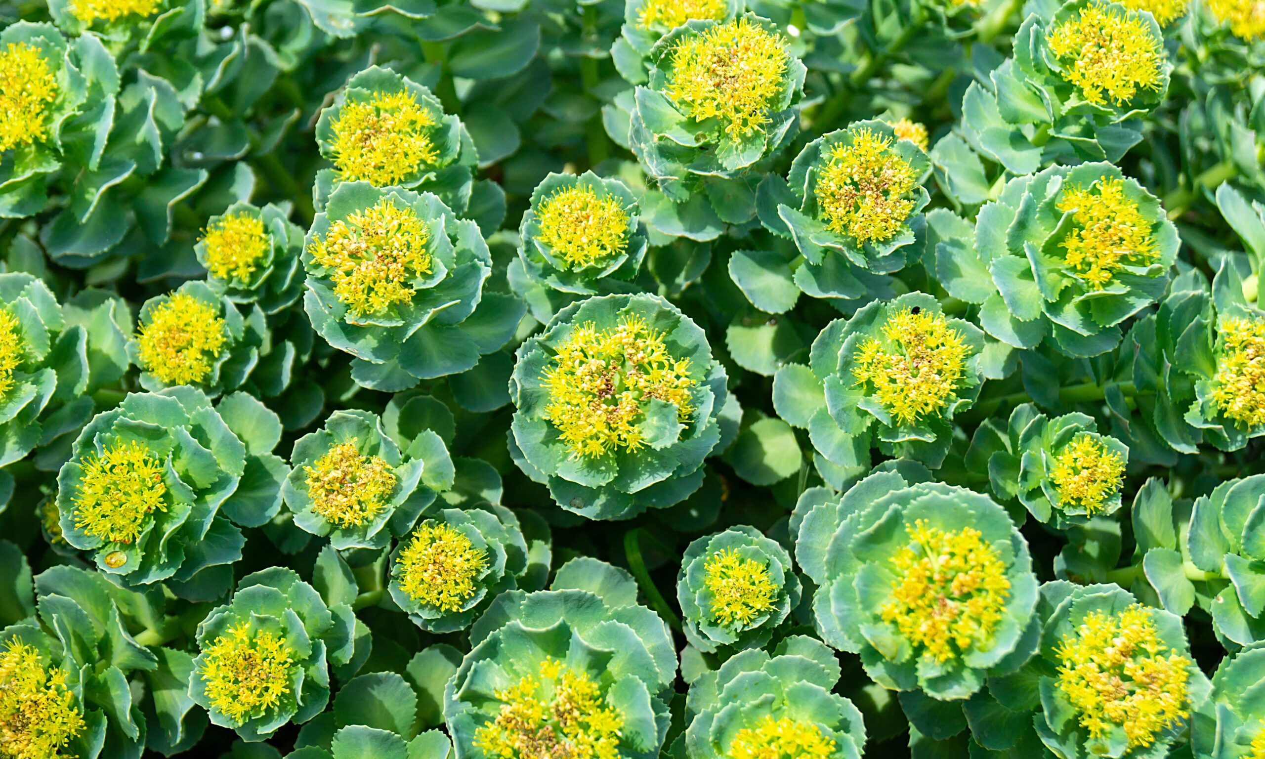 Rhodiola rosea blossom by springtime at solar day.Beautiful green background