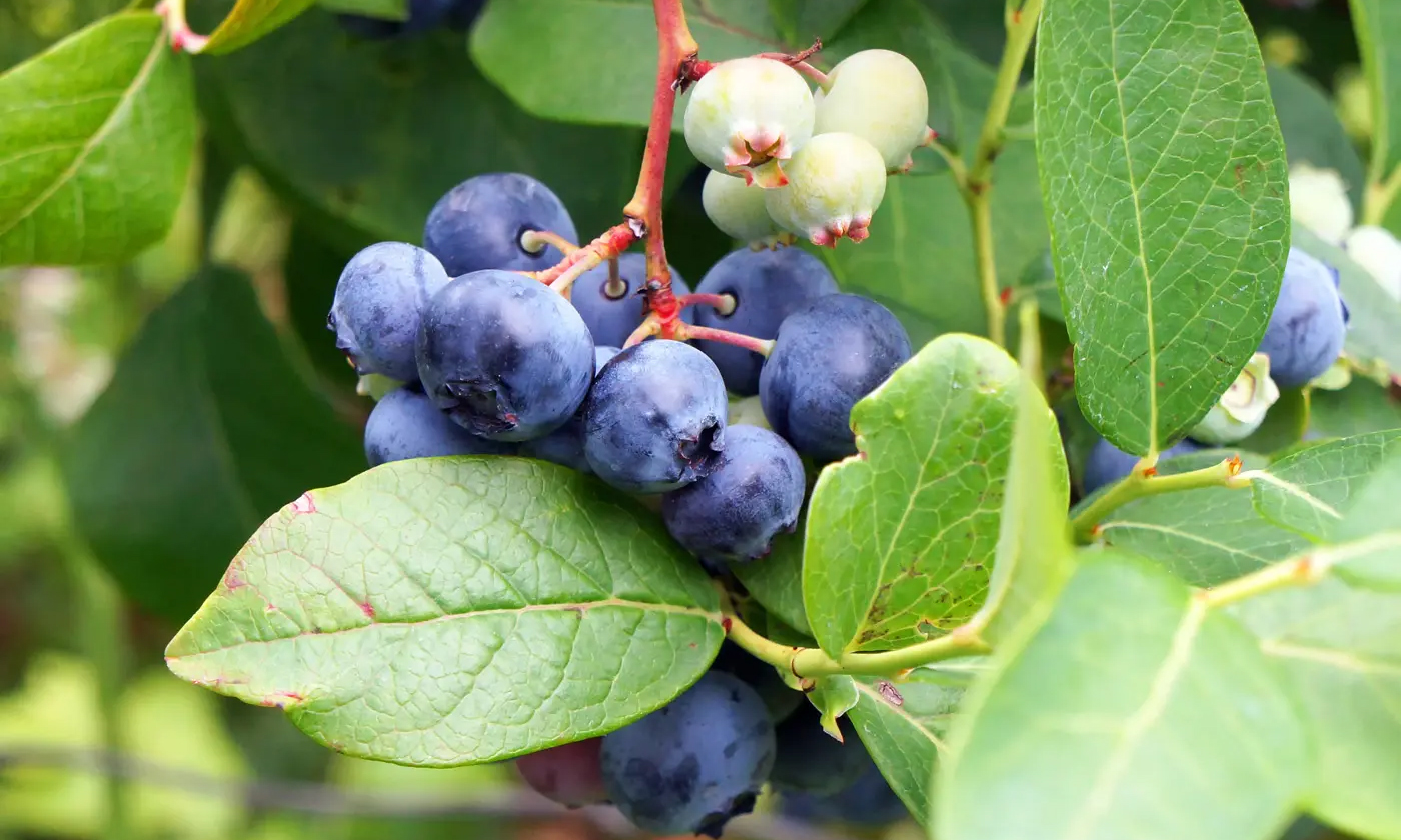 Growing plant Bog whortleberry (Vaccinium uliginosum).