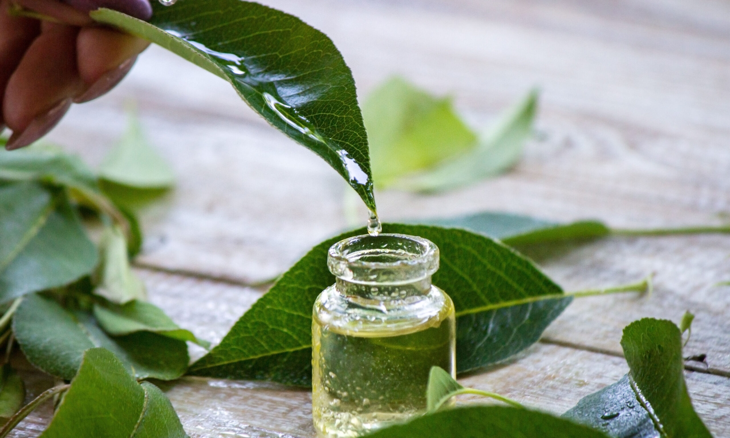 essential oil of herbs in a small bottle, nature. Selective focus