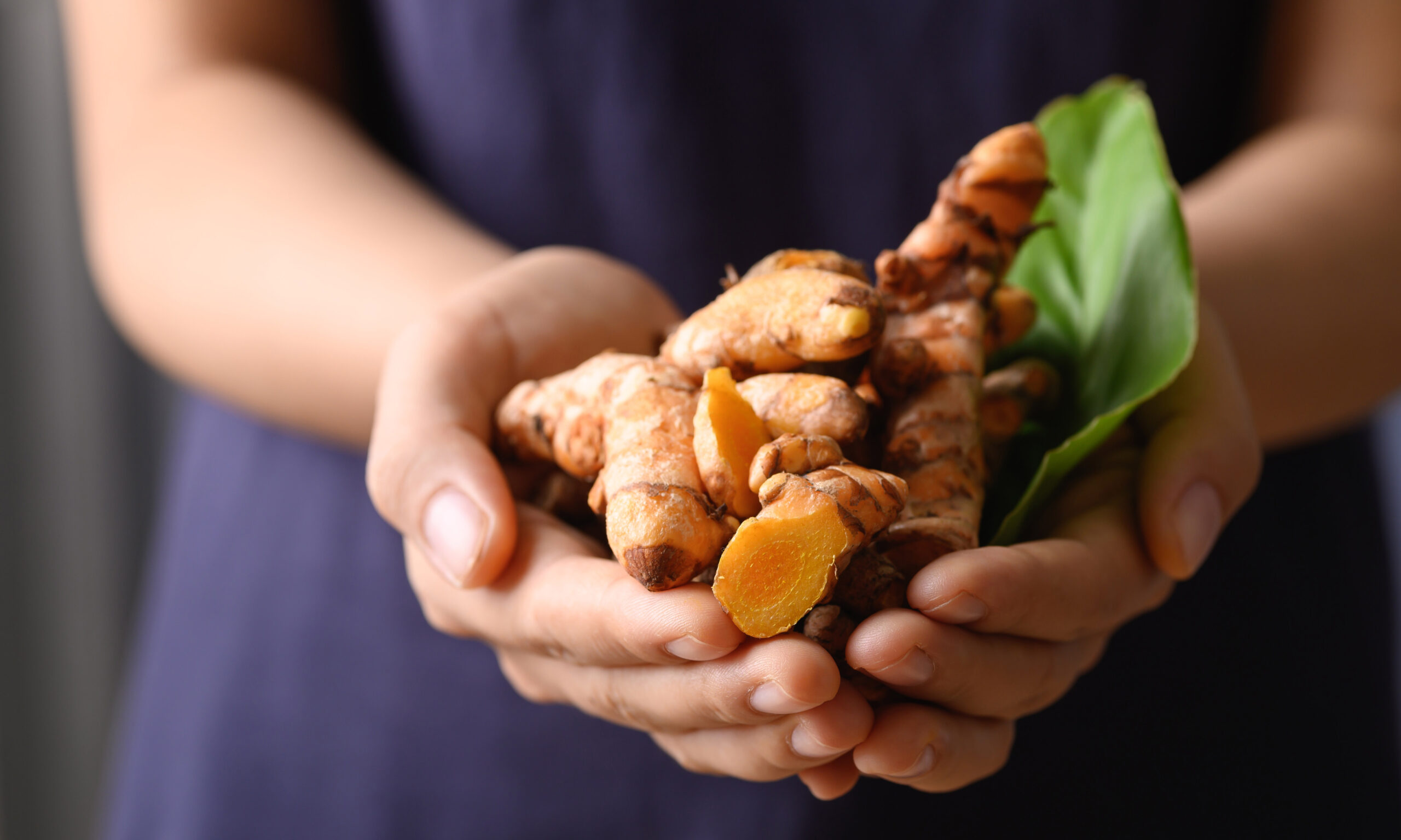 Fresh turmeric holding by hand, Food ingredients in Asian food and used in beauty spa and herbal medicine