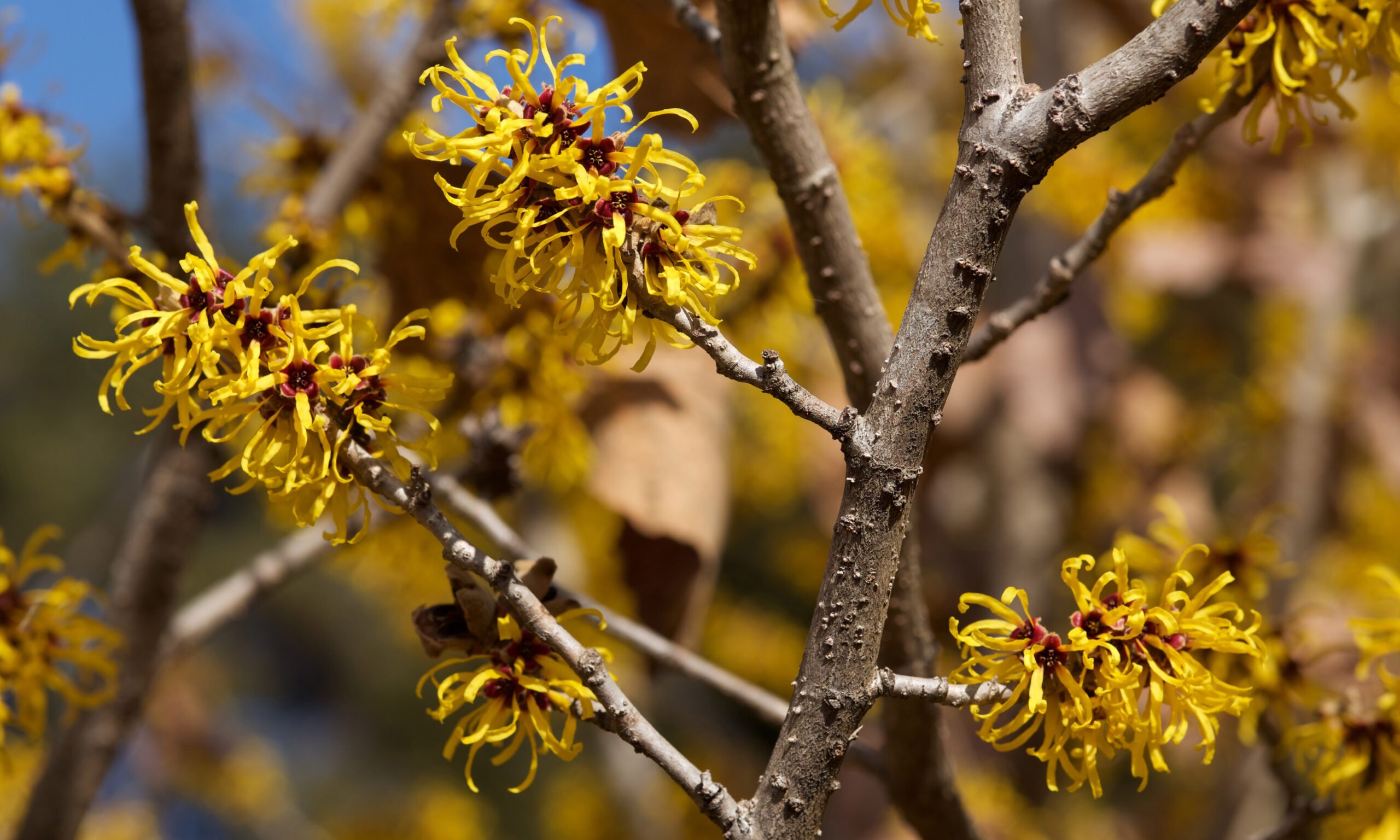 Yellow flowers witch hazel blossoms in early spring.