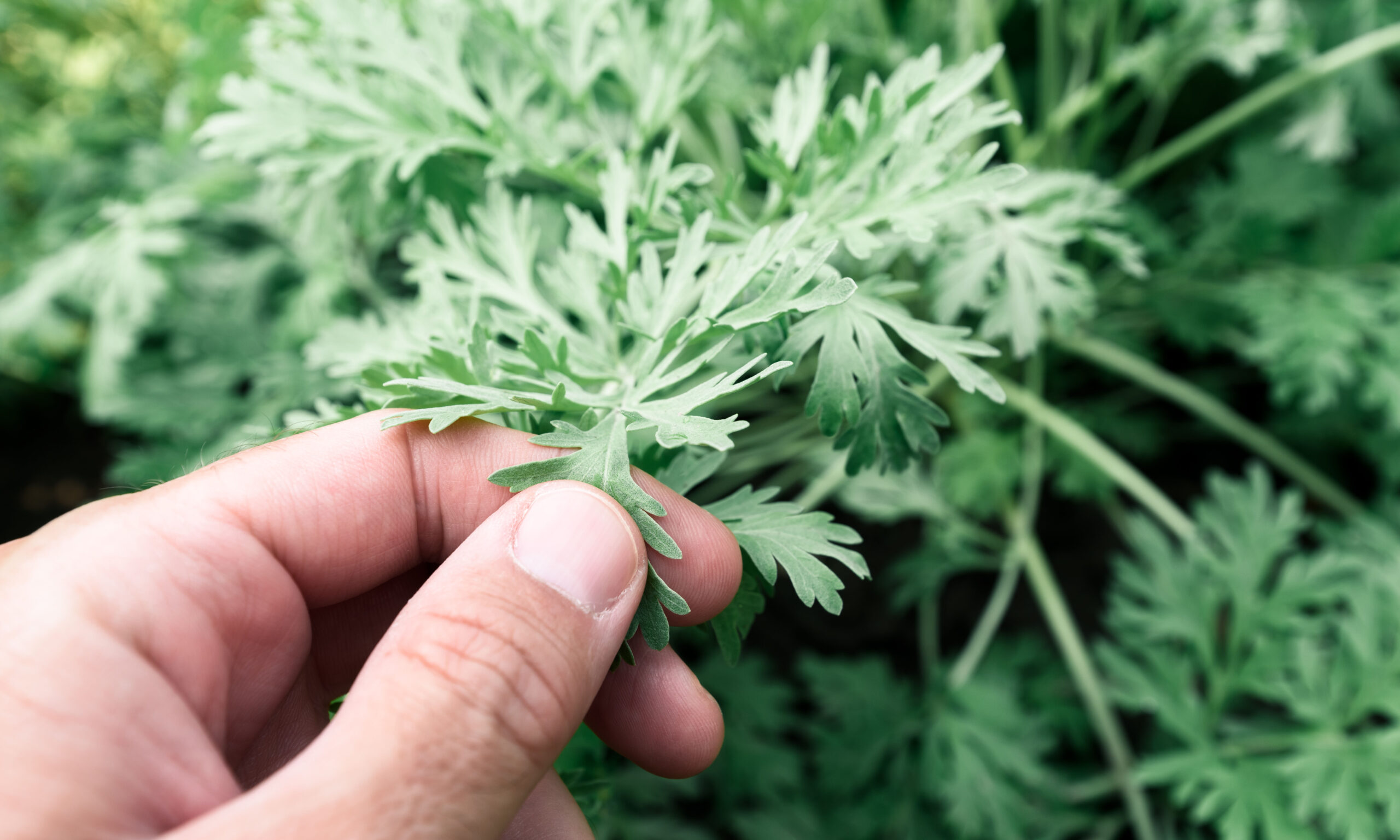 Gardener examining common wormwood plants in garden, close up of hand touching herb