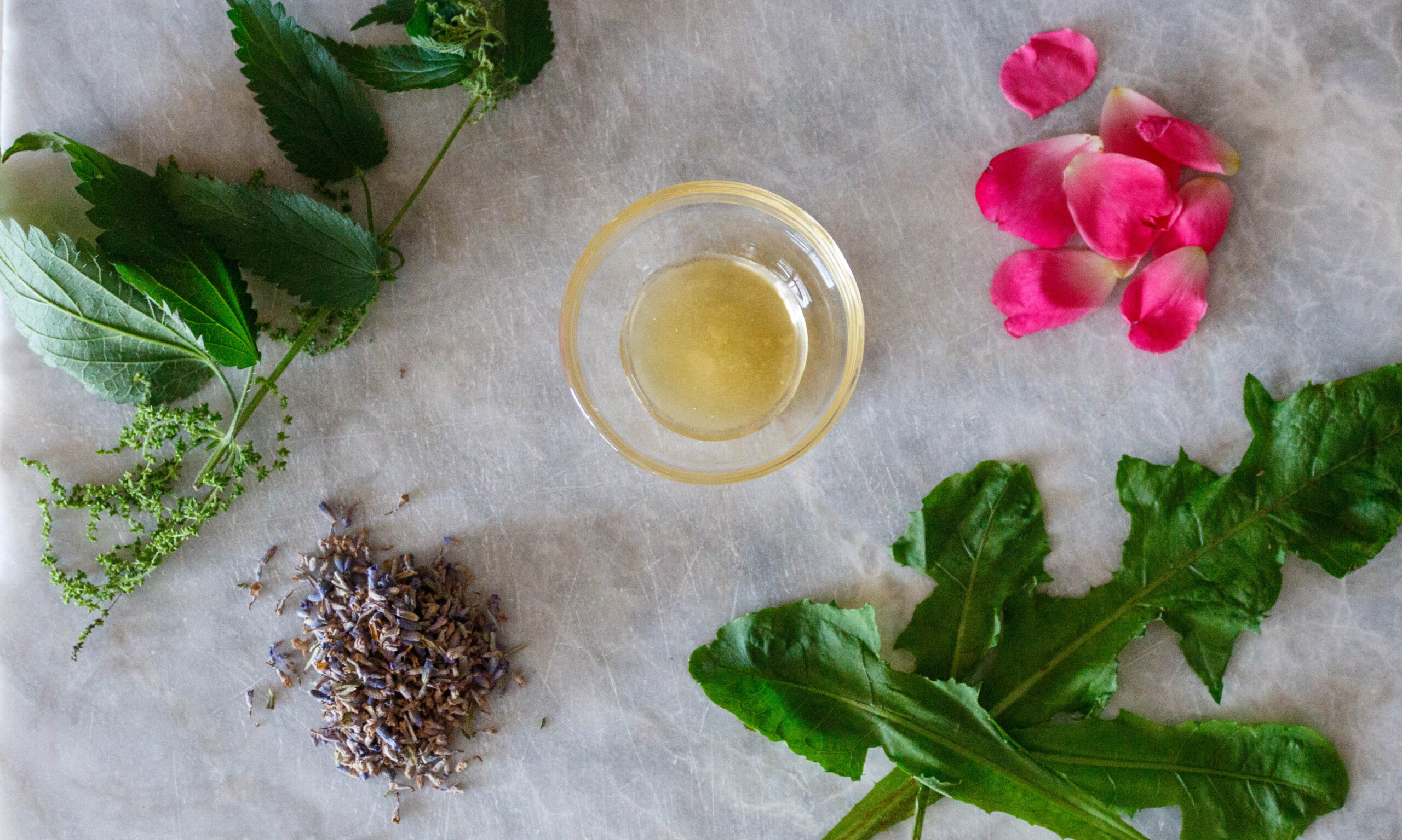 01 Dandelion Nettle Tea Ingredient Layout copy