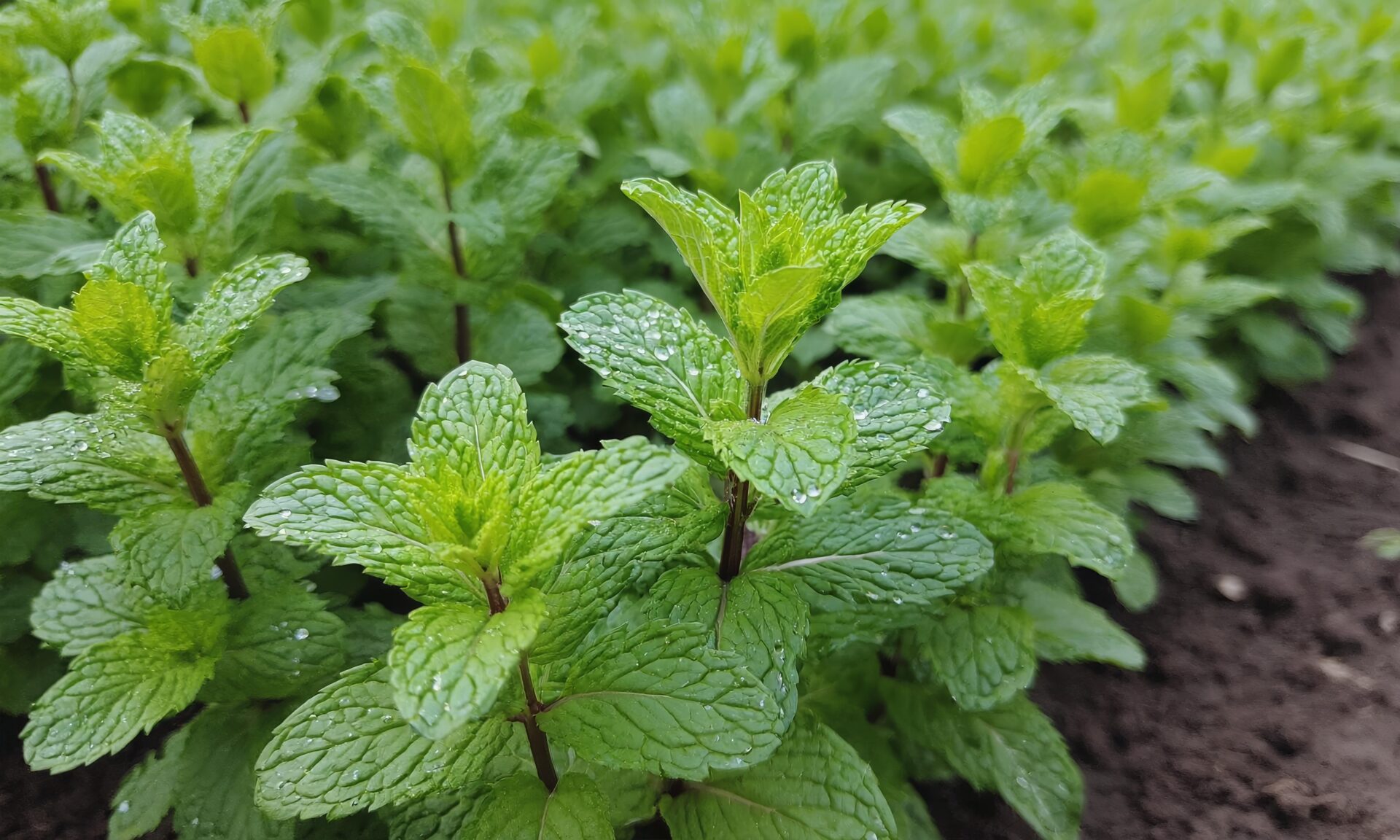 01 Peppermint