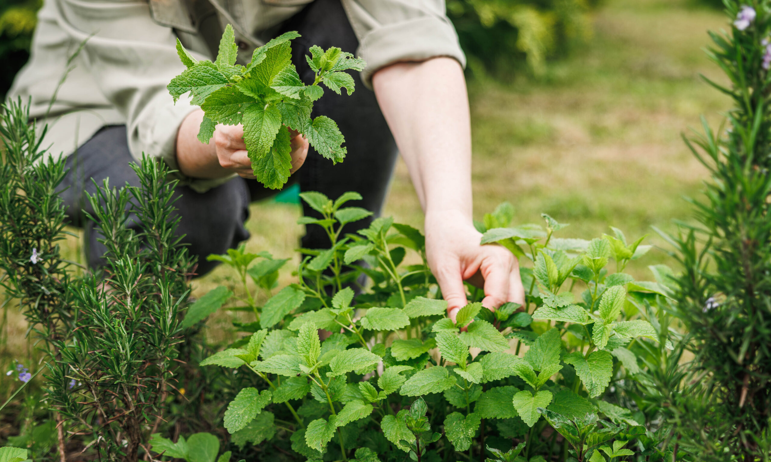 Woman picking lemon balm leaves from organic herb garden. Green