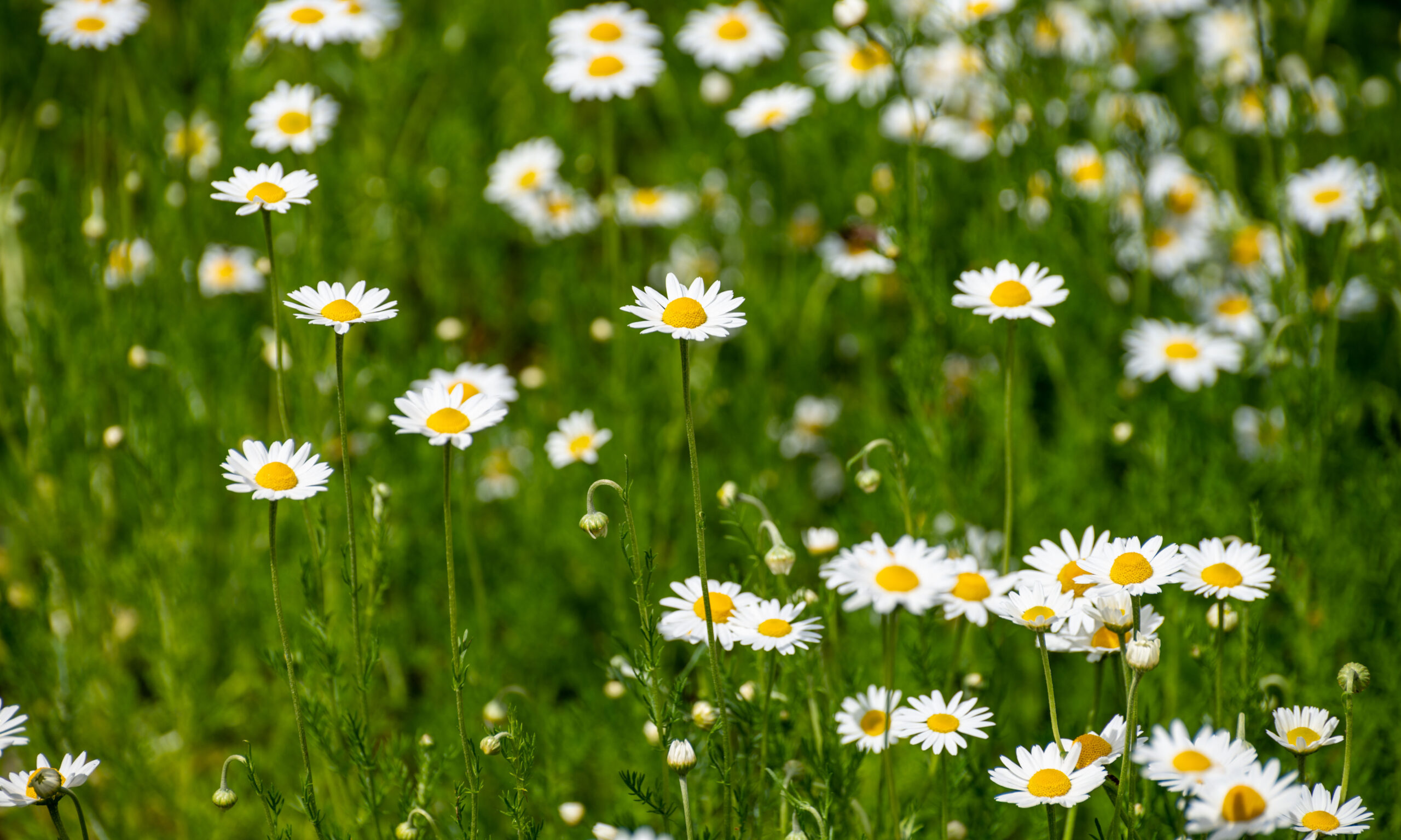 Botanical collection of medicinal plants, Chamaemelum nobile or Roman chamomile, English or garden chamomile flowers in blossom