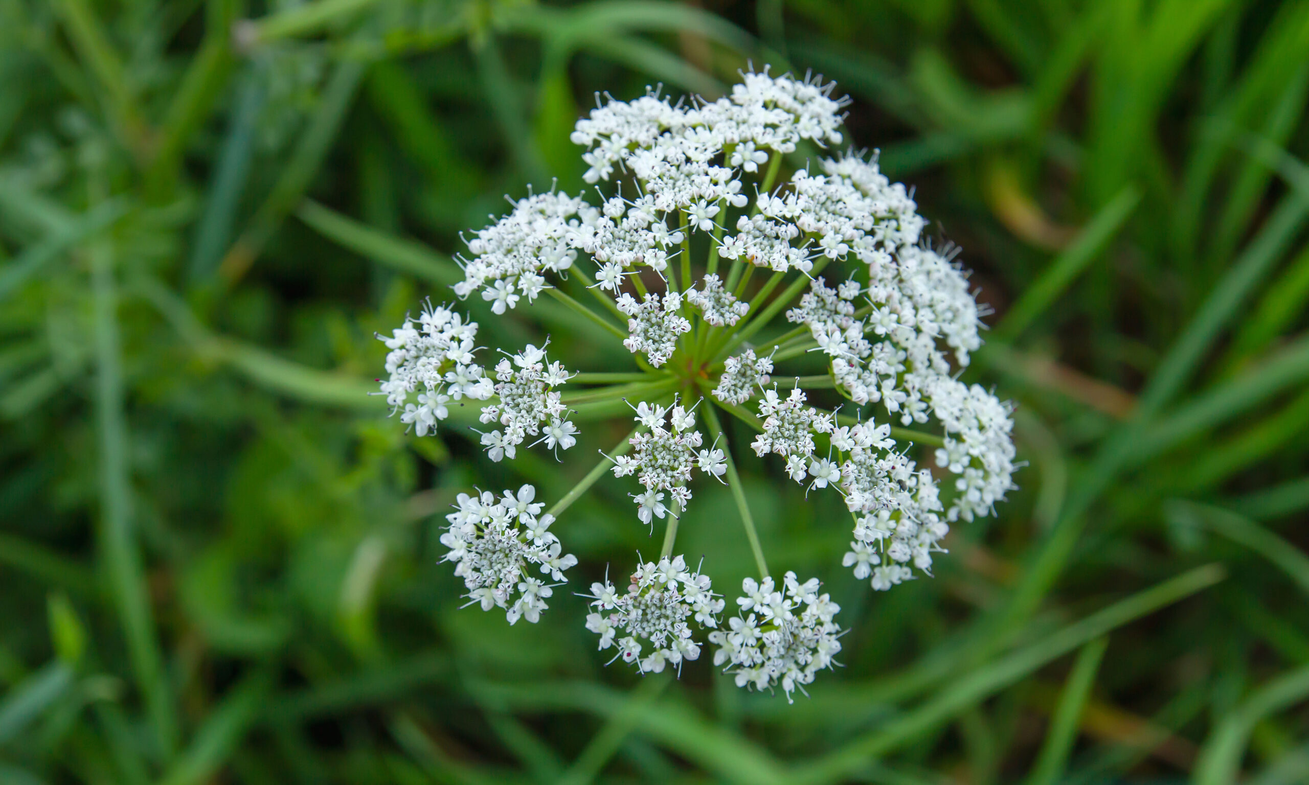 Conium maculatum or poison hemlock white flowers blooming in spring