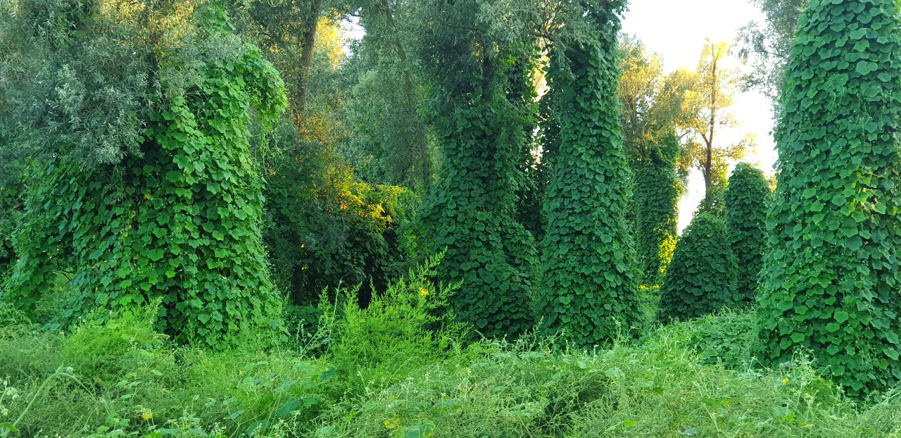 Kudzu infestation in the US