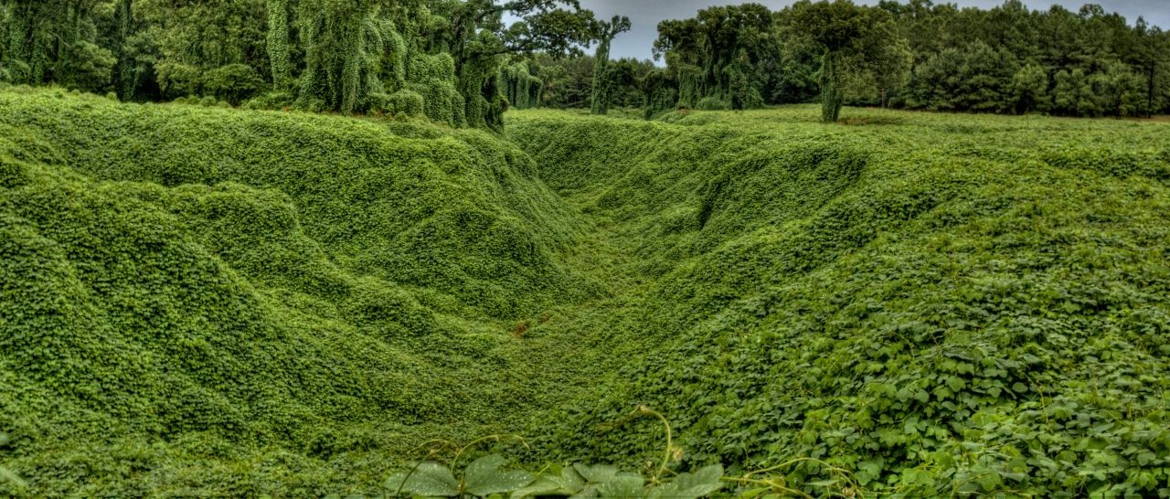 Kudzu spread