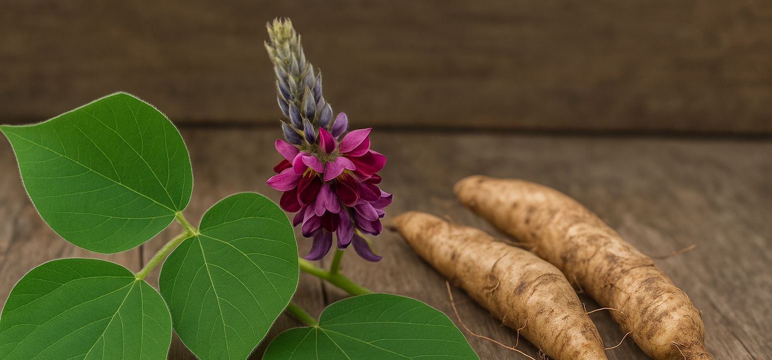 Kudzu vine flower root