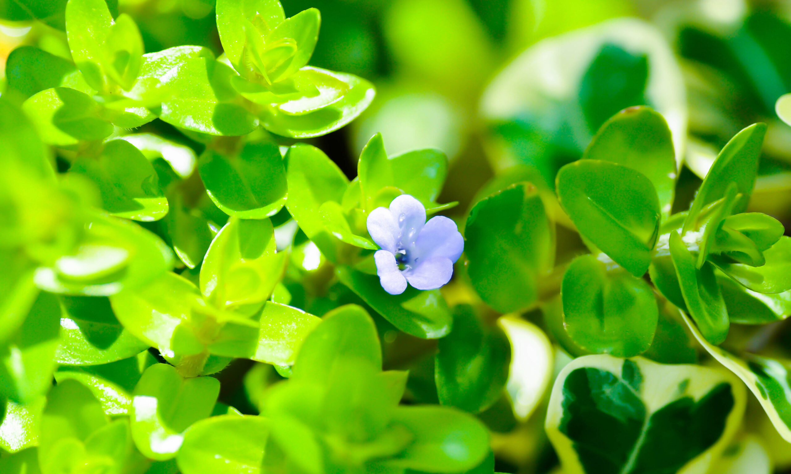 Giant Bacopa , Water Hyssop or Bacopa caroliniana or Scrophulariaceae or purple flower